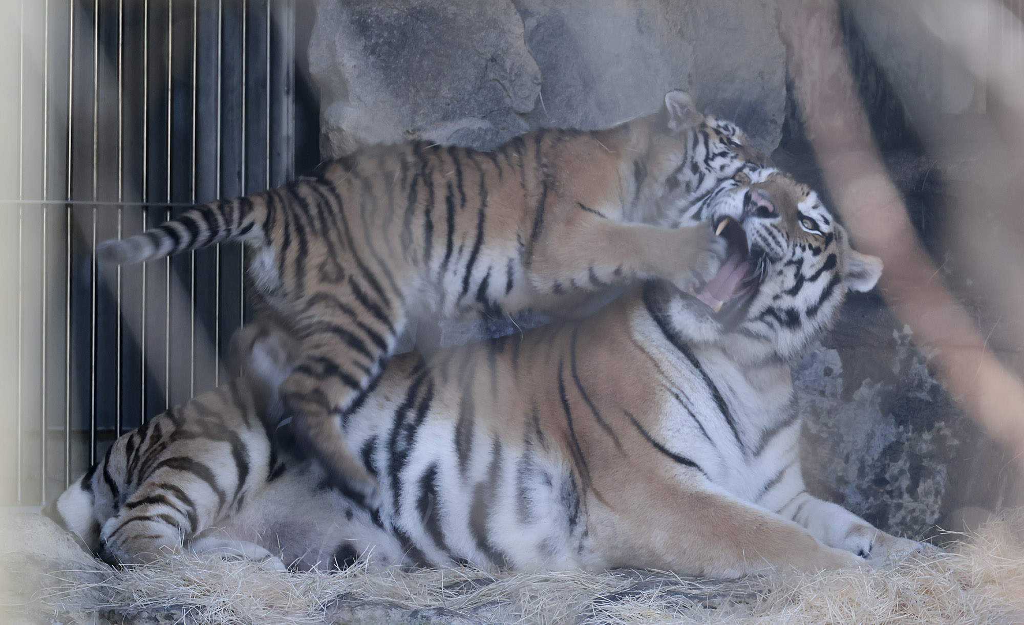 설호;시베리아호랑이;과천서울대공원;호랑이