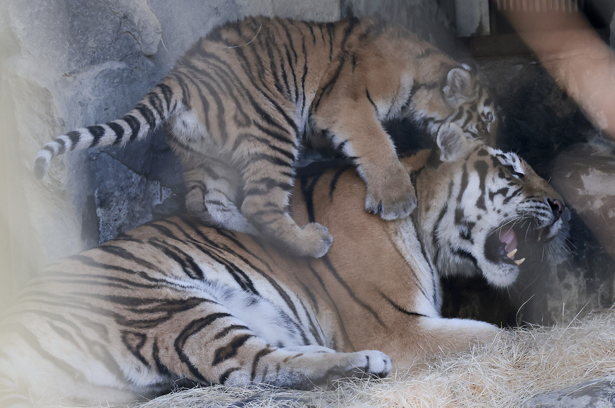 설호;시베리아호랑이;과천서울대공원;호랑이