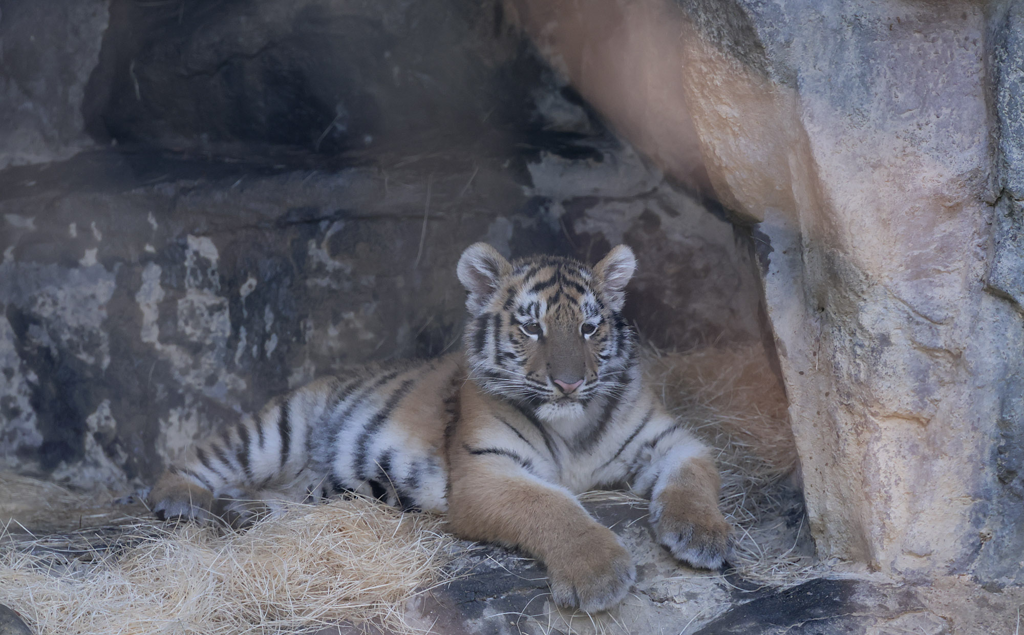 설호;시베리아호랑이;과천서울대공원;호랑이