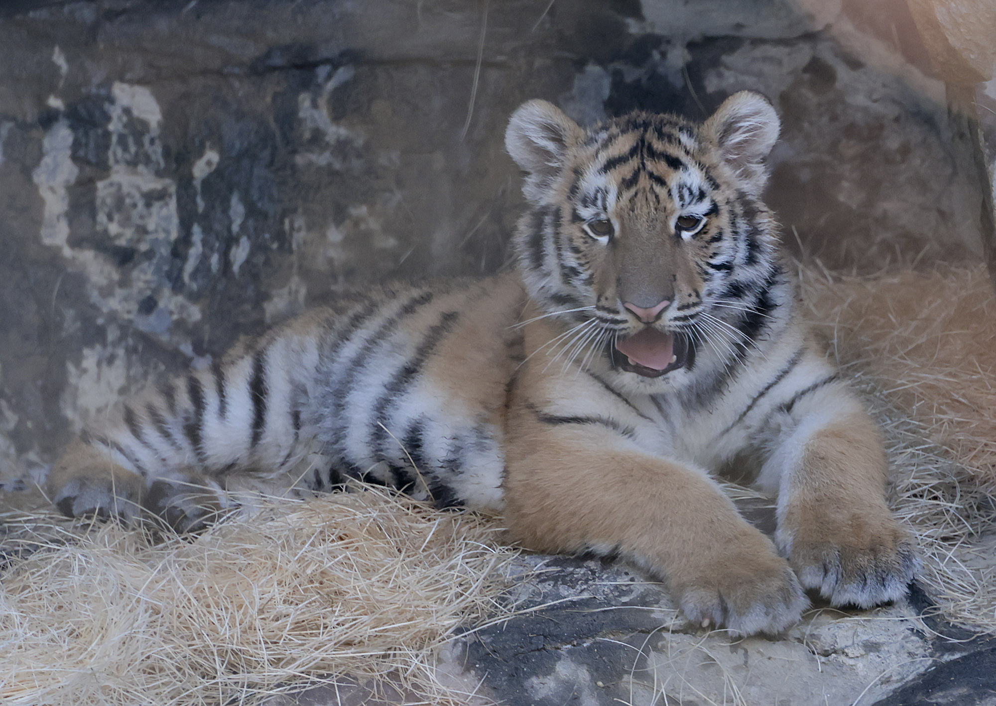 설호;시베리아호랑이;과천서울대공원;호랑이