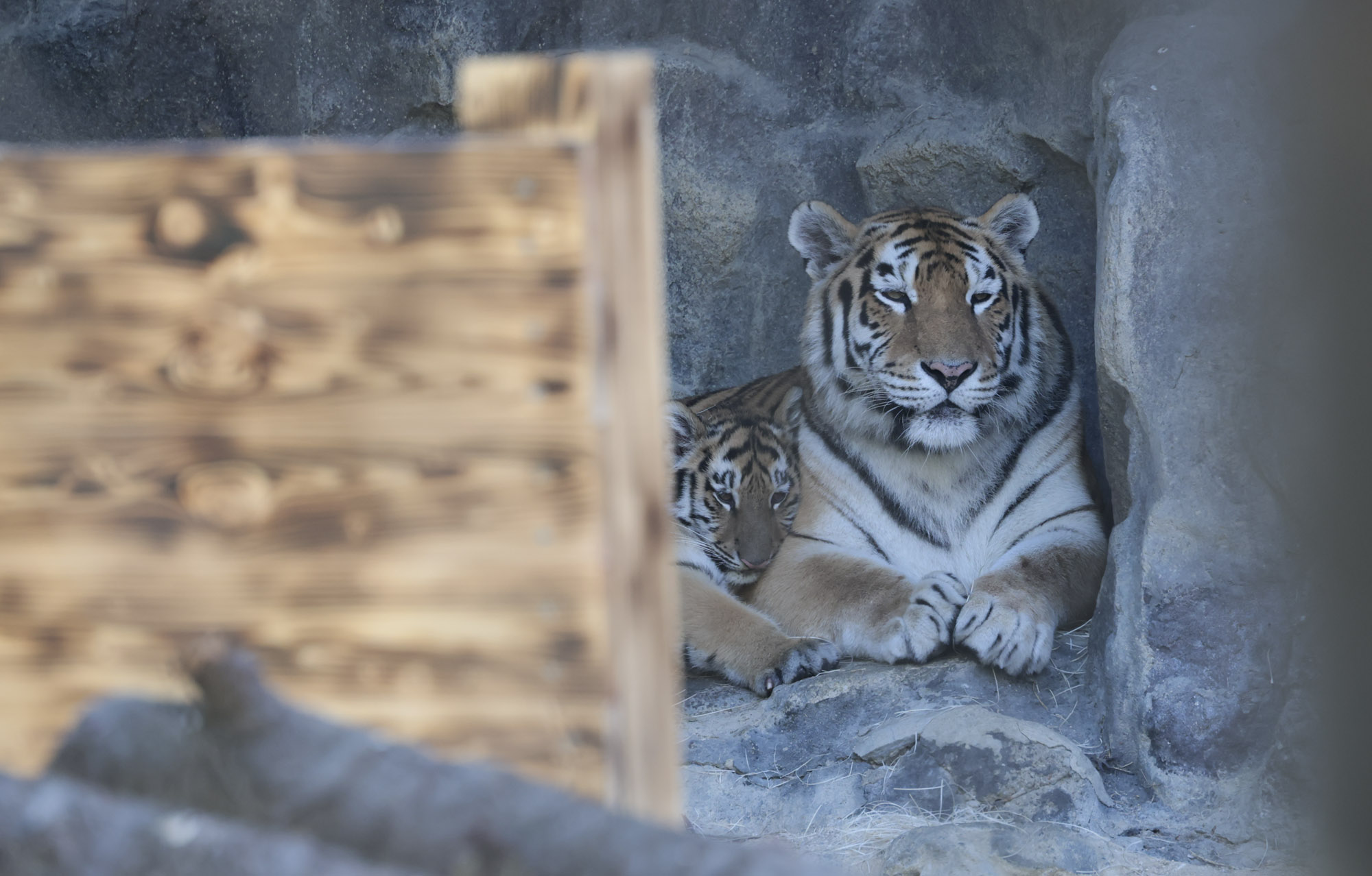 설호;시베리아호랑이;과천서울대공원;호랑이
