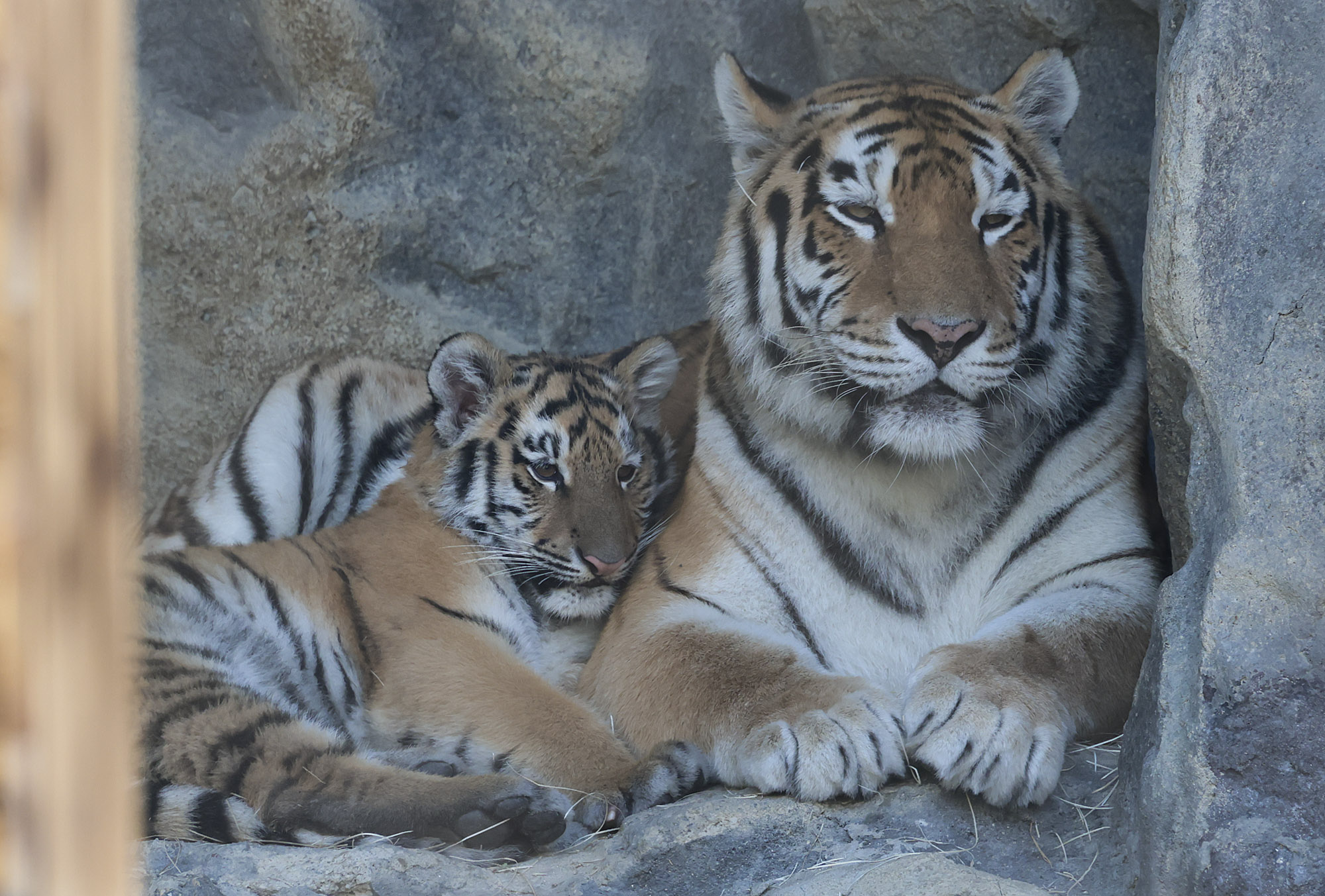설호;시베리아호랑이;과천서울대공원;호랑이