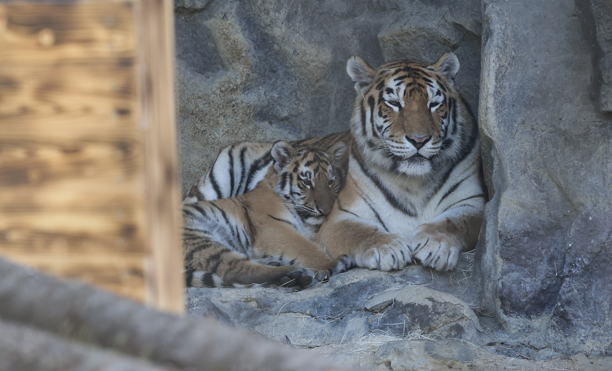 설호;시베리아호랑이;과천서울대공원;호랑이