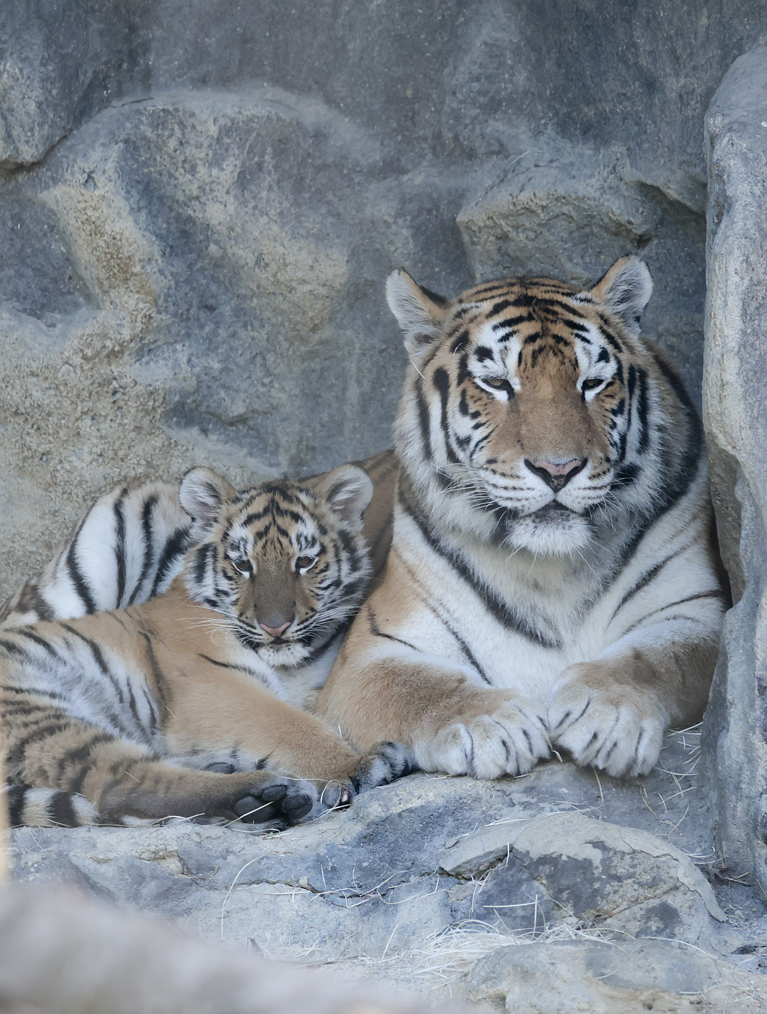 설호;시베리아호랑이;과천서울대공원;호랑이
