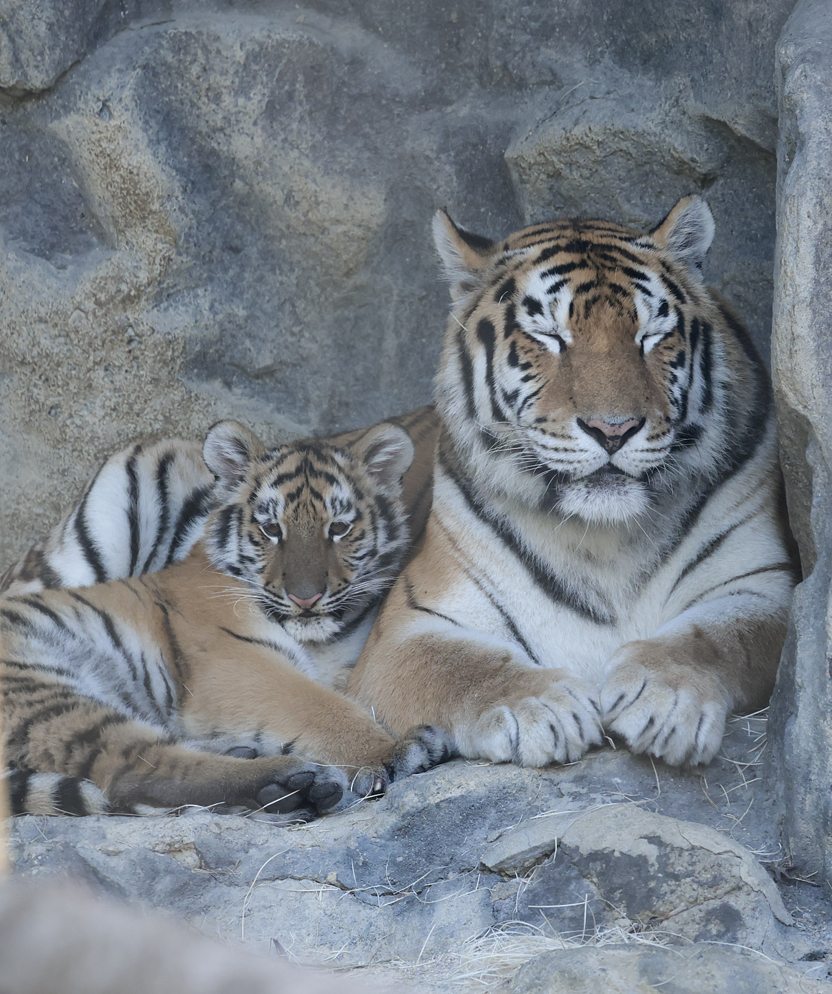 설호;시베리아호랑이;과천서울대공원;호랑이