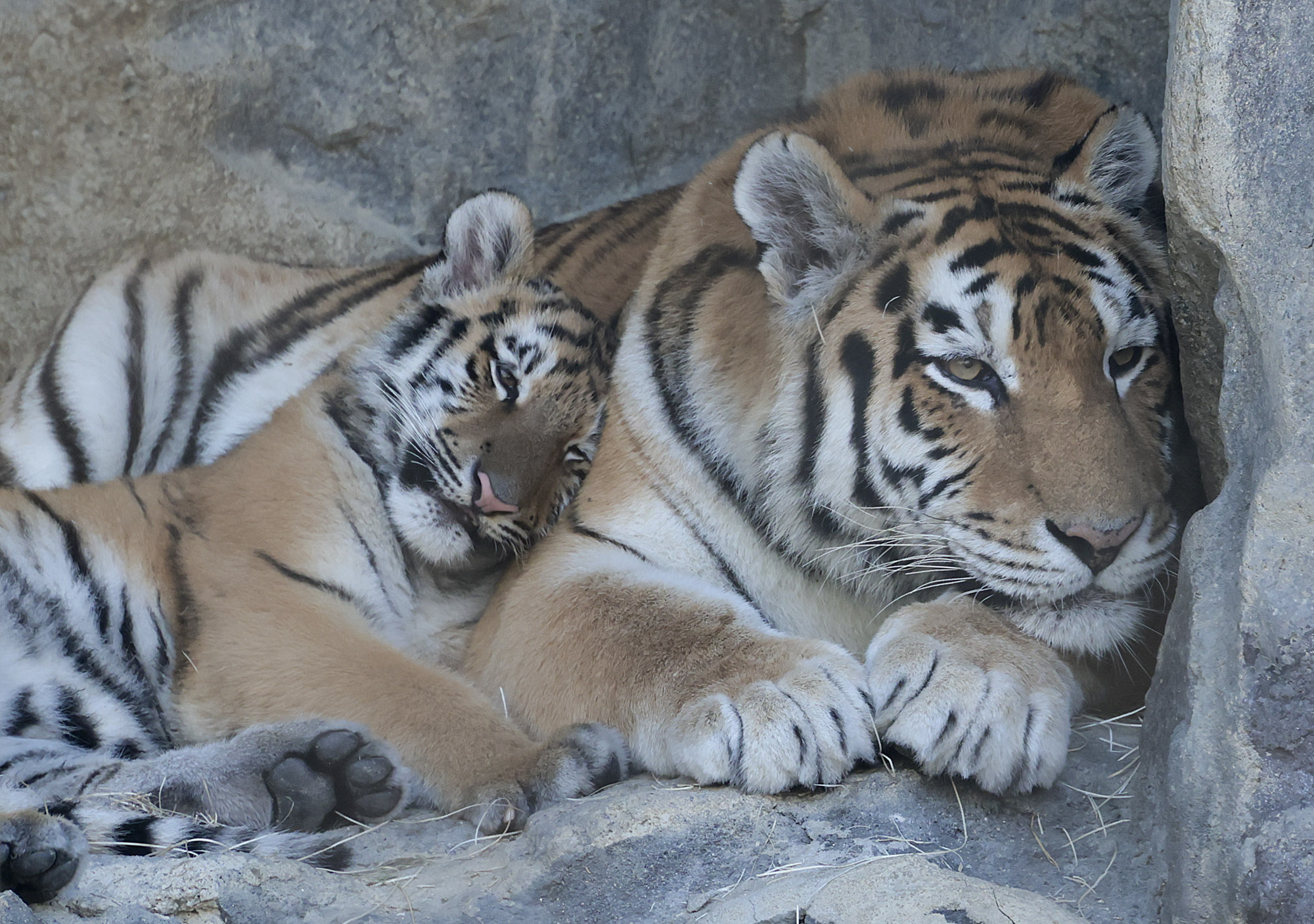 설호;시베리아호랑이;과천서울대공원;호랑이