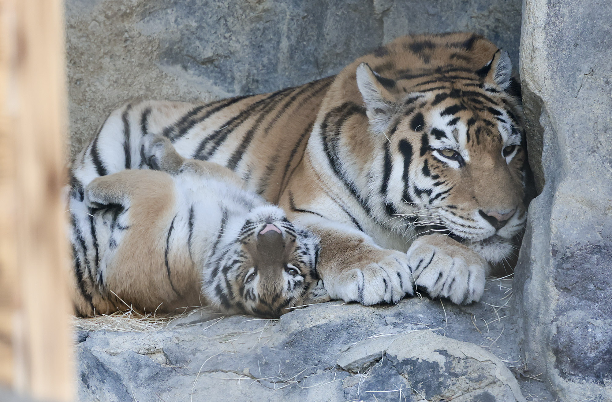 설호;시베리아호랑이;과천서울대공원;호랑이