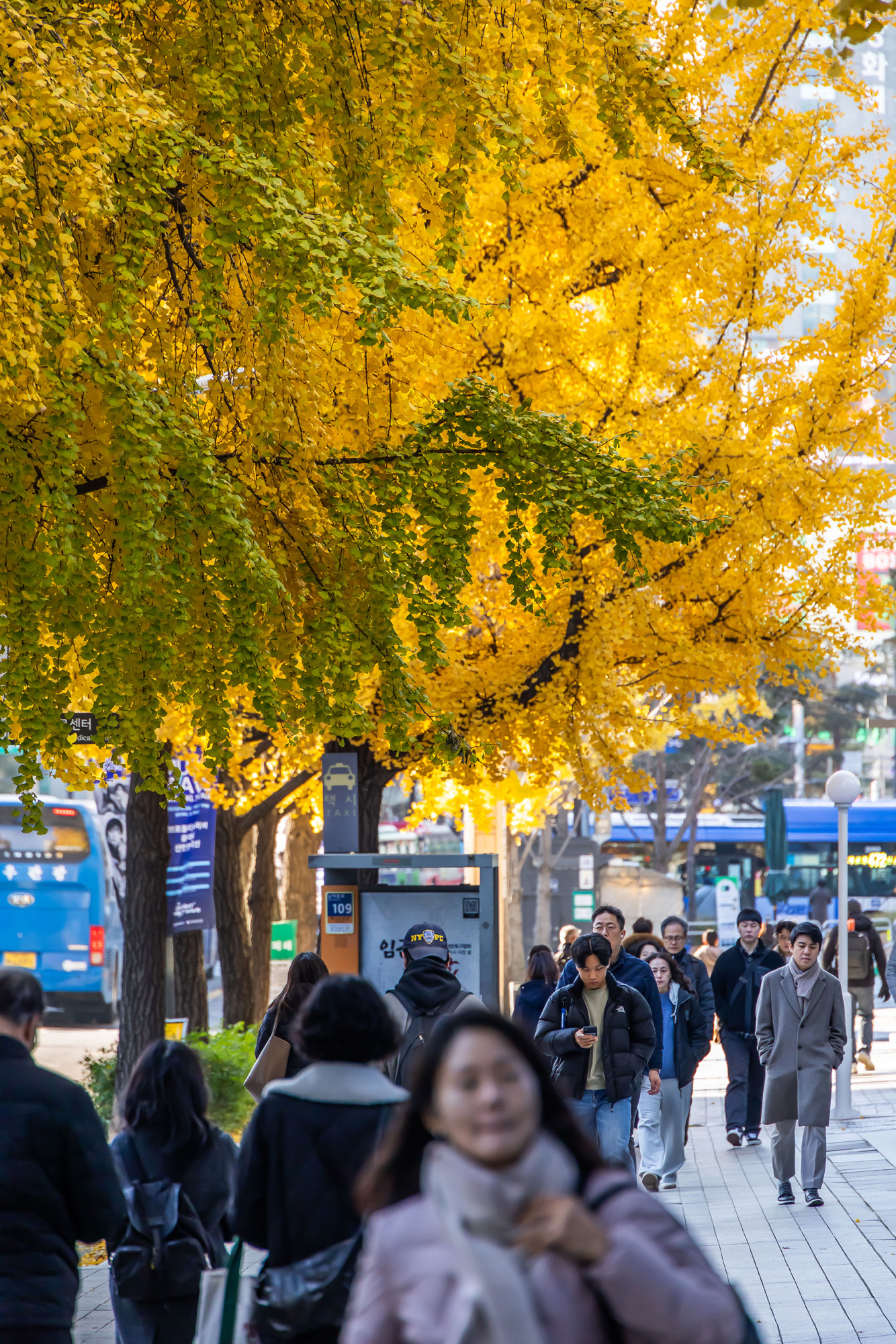 사회;날씨;계절;계절스케치;단풍스케치;한파단풍스케치;영하권추위스케치
