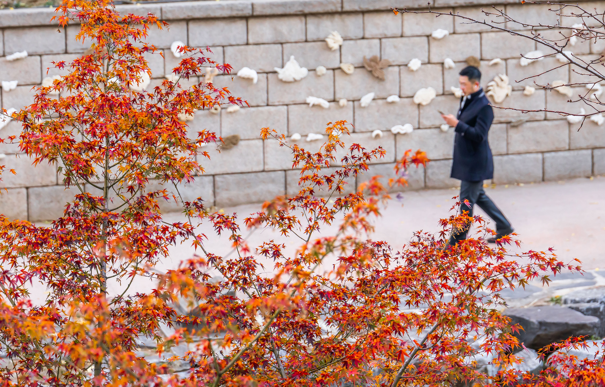 사회;날씨;계절;계절스케치;단풍스케치;한파단풍스케치;영하권추위스케치