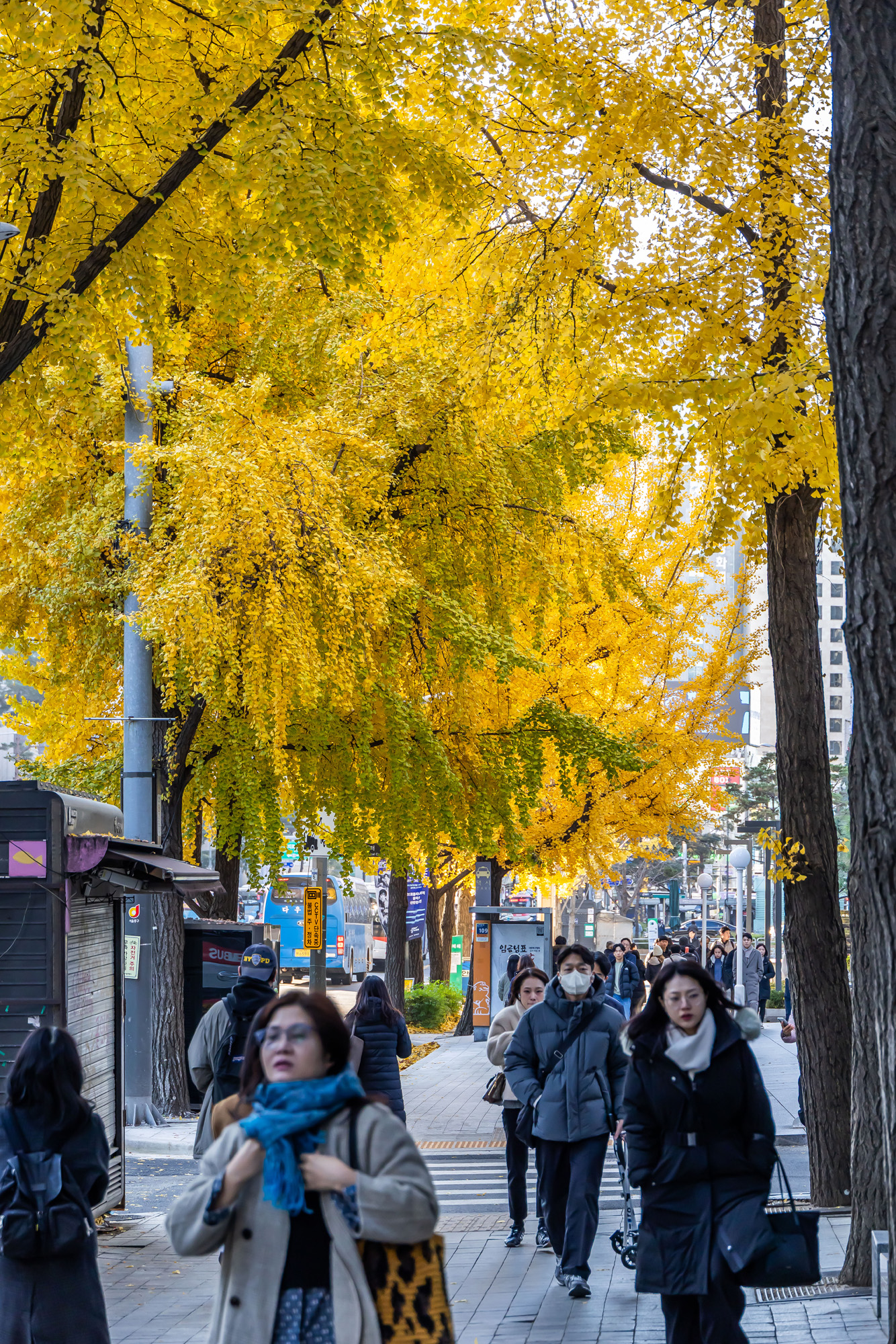 사회;날씨;계절;계절스케치;단풍스케치;한파단풍스케치;영하권추위스케치