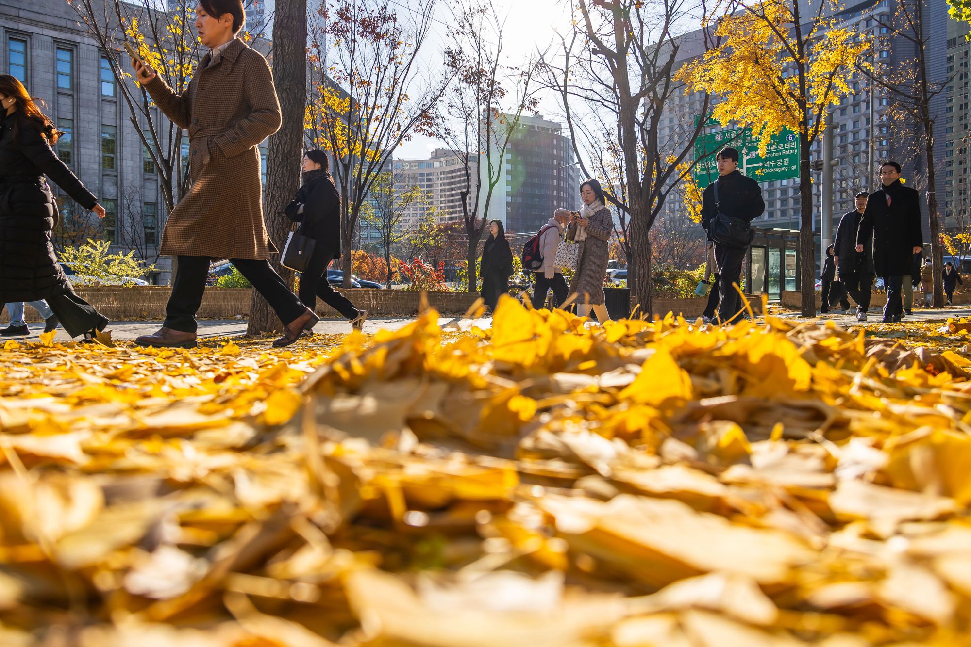 사회;날씨;계절;계절스케치;단풍스케치;한파단풍스케치;영하권추위스케치