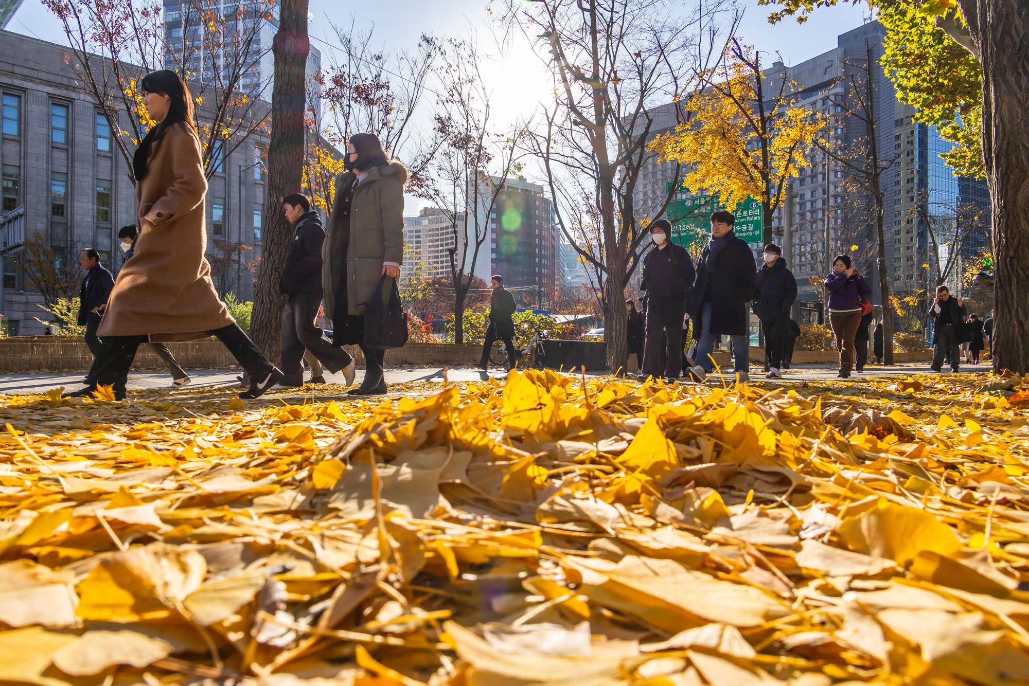 사회;날씨;계절;계절스케치;단풍스케치;한파단풍스케치;영하권추위스케치