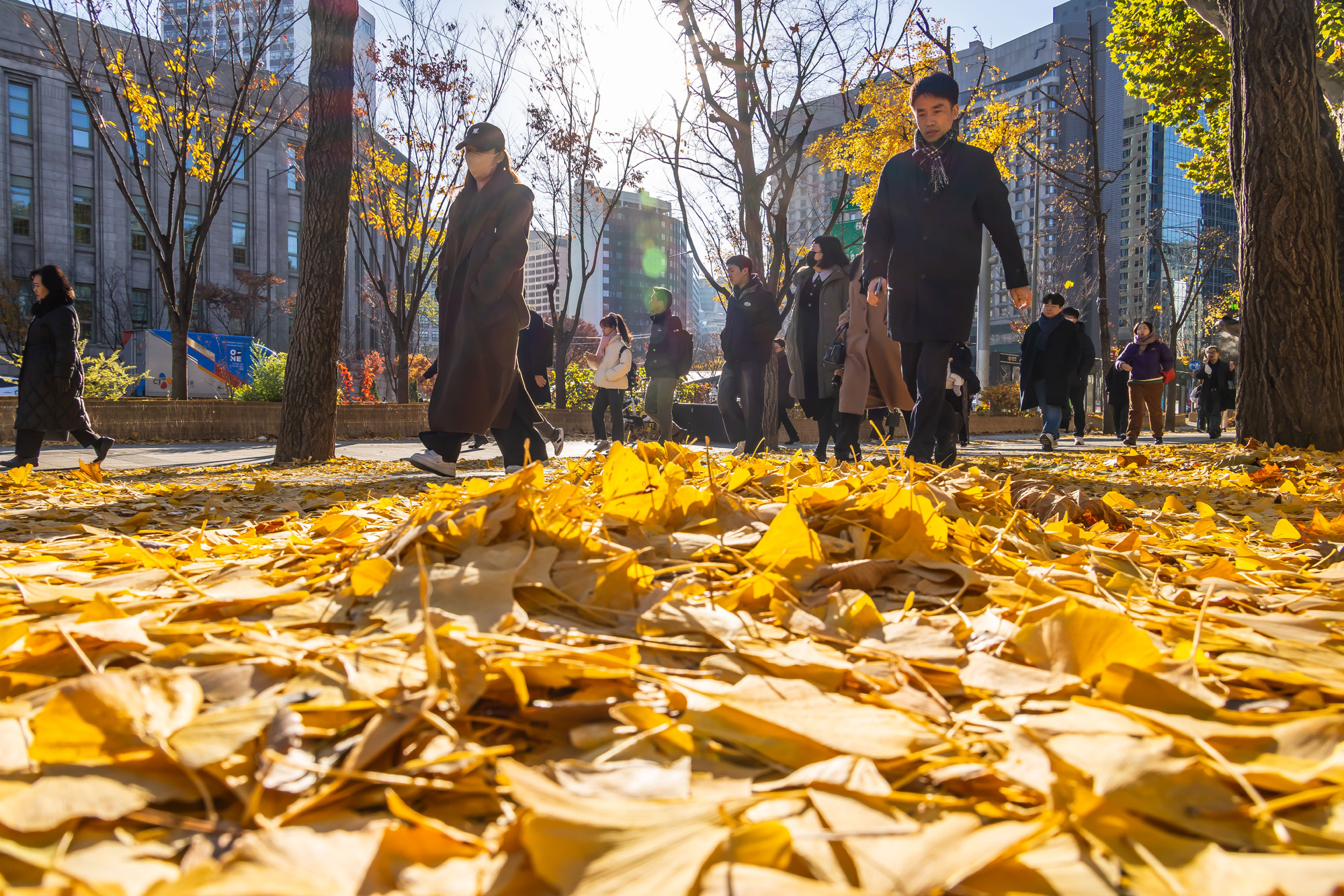 사회;날씨;계절;계절스케치;단풍스케치;한파단풍스케치;영하권추위스케치