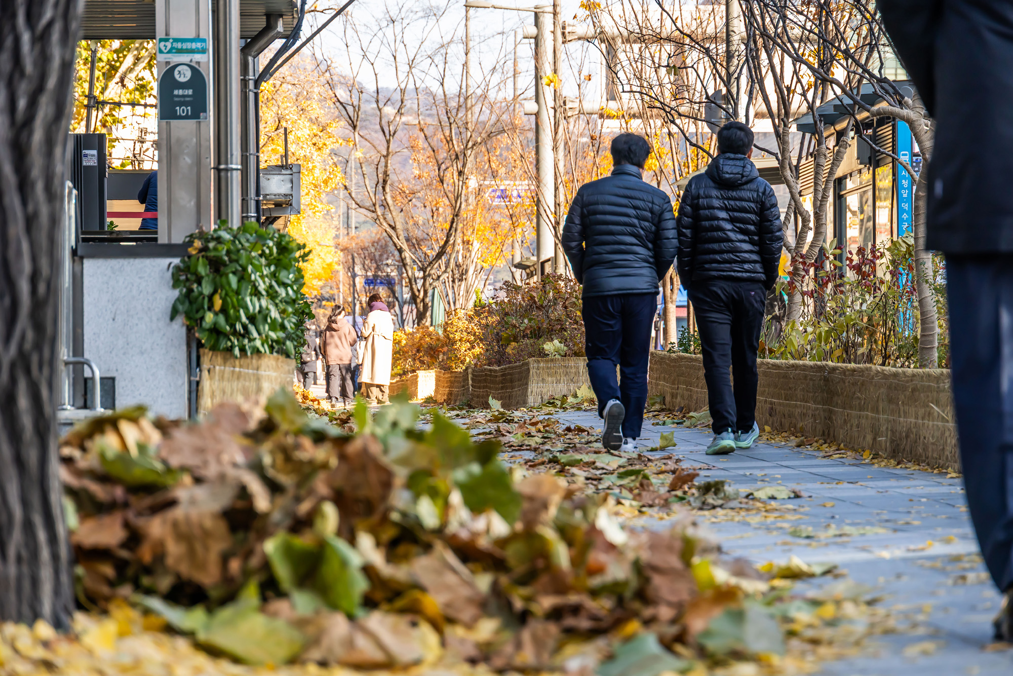 사회;날씨;계절;계절스케치;단풍스케치;한파단풍스케치;영하권추위스케치