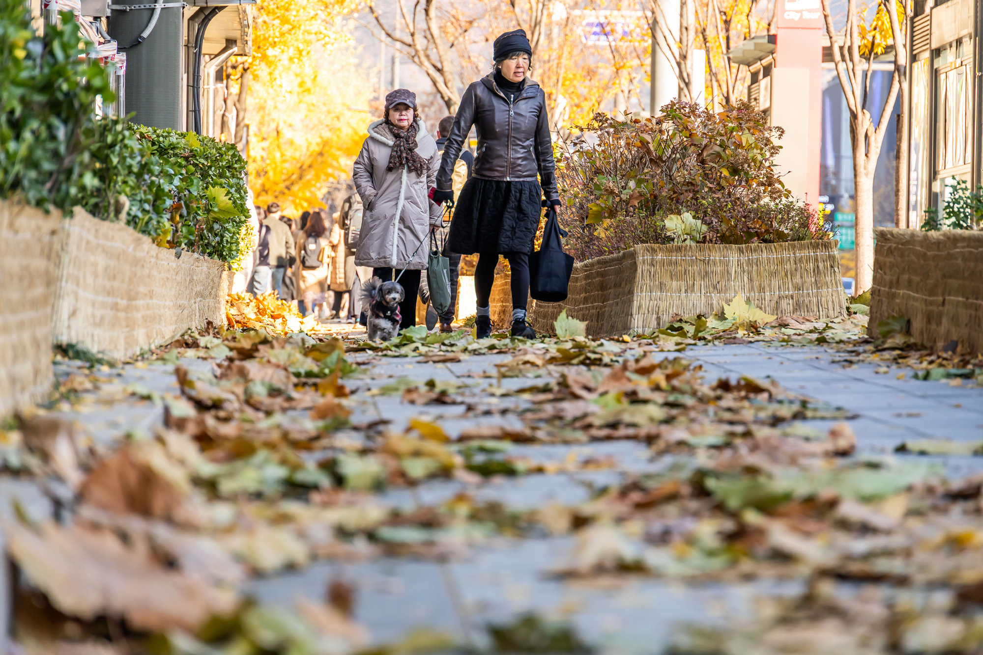 사회;날씨;계절;계절스케치;단풍스케치;한파단풍스케치;영하권추위스케치