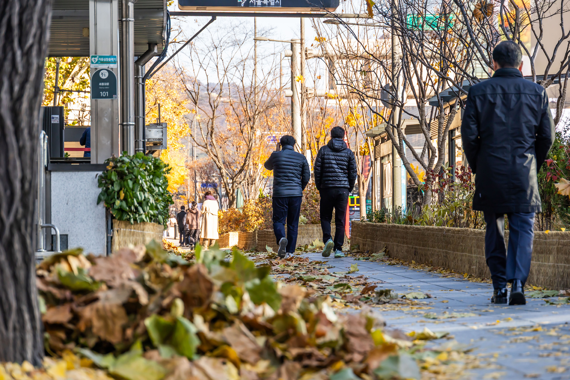 사회;날씨;계절;계절스케치;단풍스케치;한파단풍스케치;영하권추위스케치