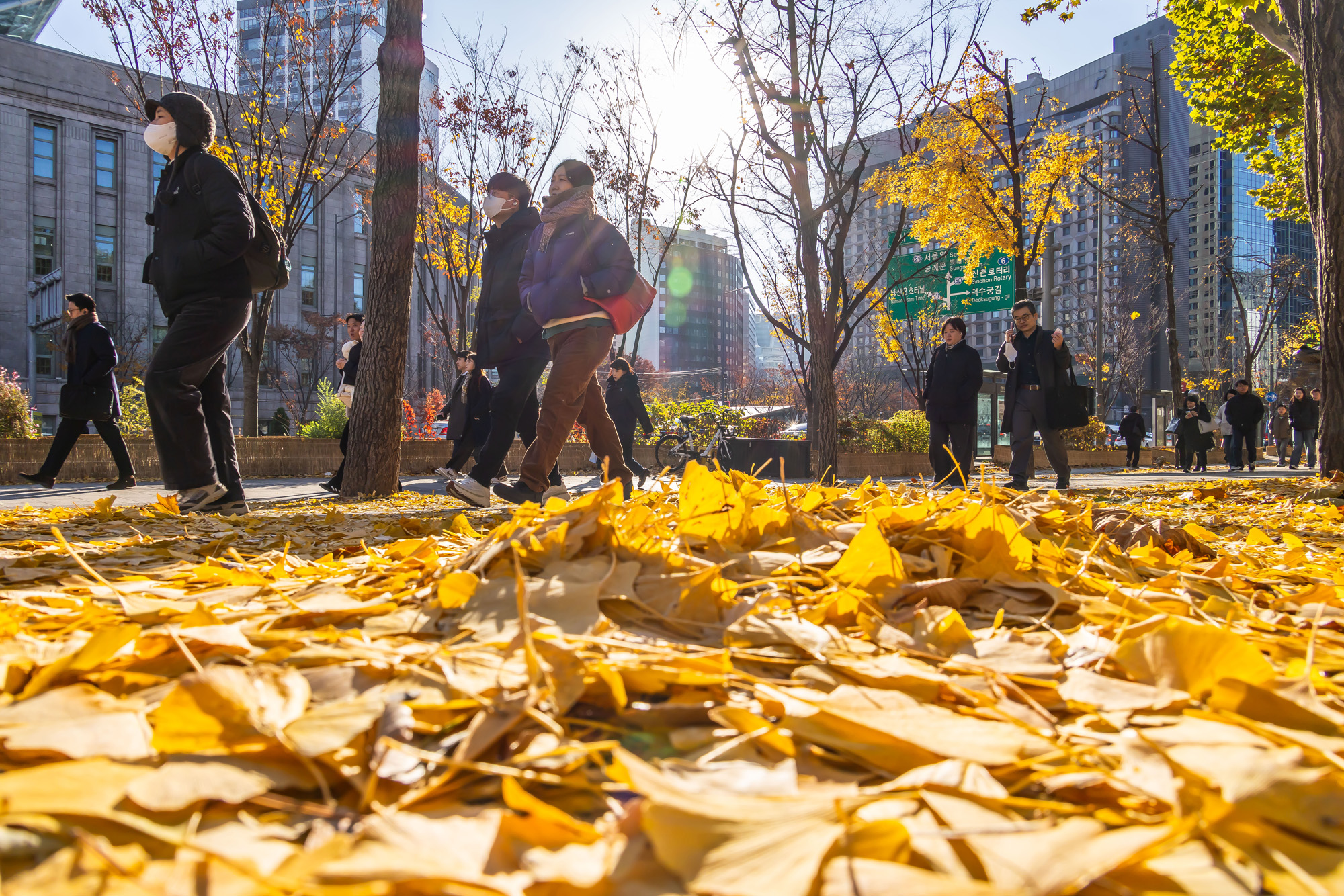 사회;날씨;계절;계절스케치;단풍스케치;한파단풍스케치;영하권추위스케치
