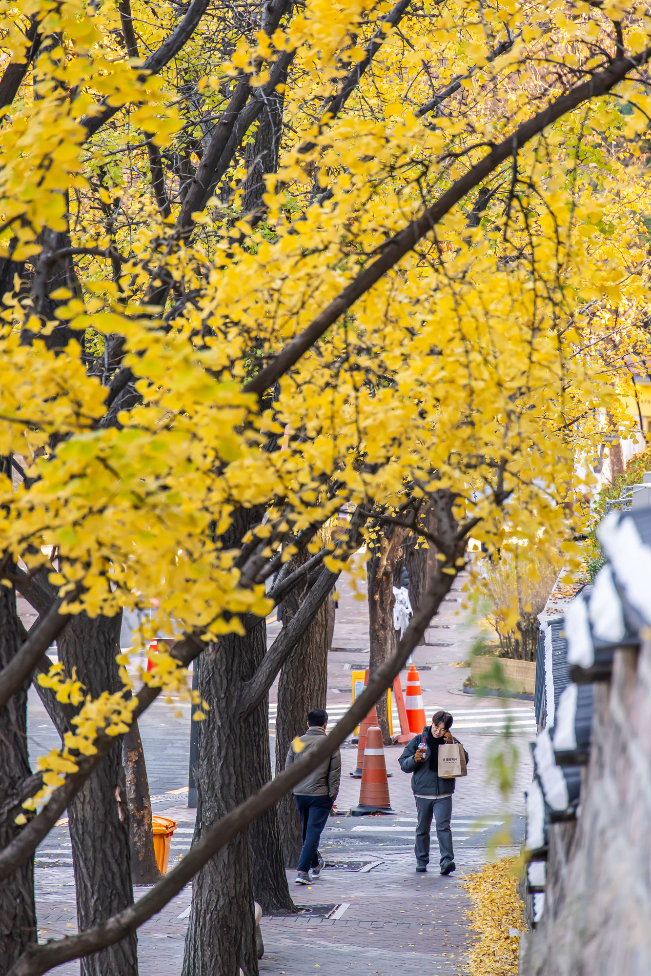 사회;날씨;계절;계절스케치;단풍스케치;한파단풍스케치;영하권추위스케치