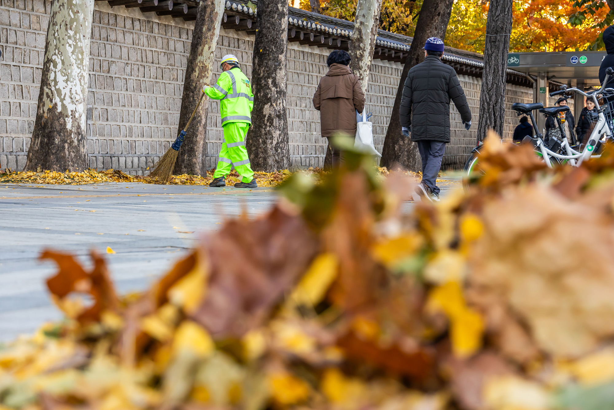사회;날씨;계절;계절스케치;단풍스케치;한파단풍스케치;영하권추위스케치