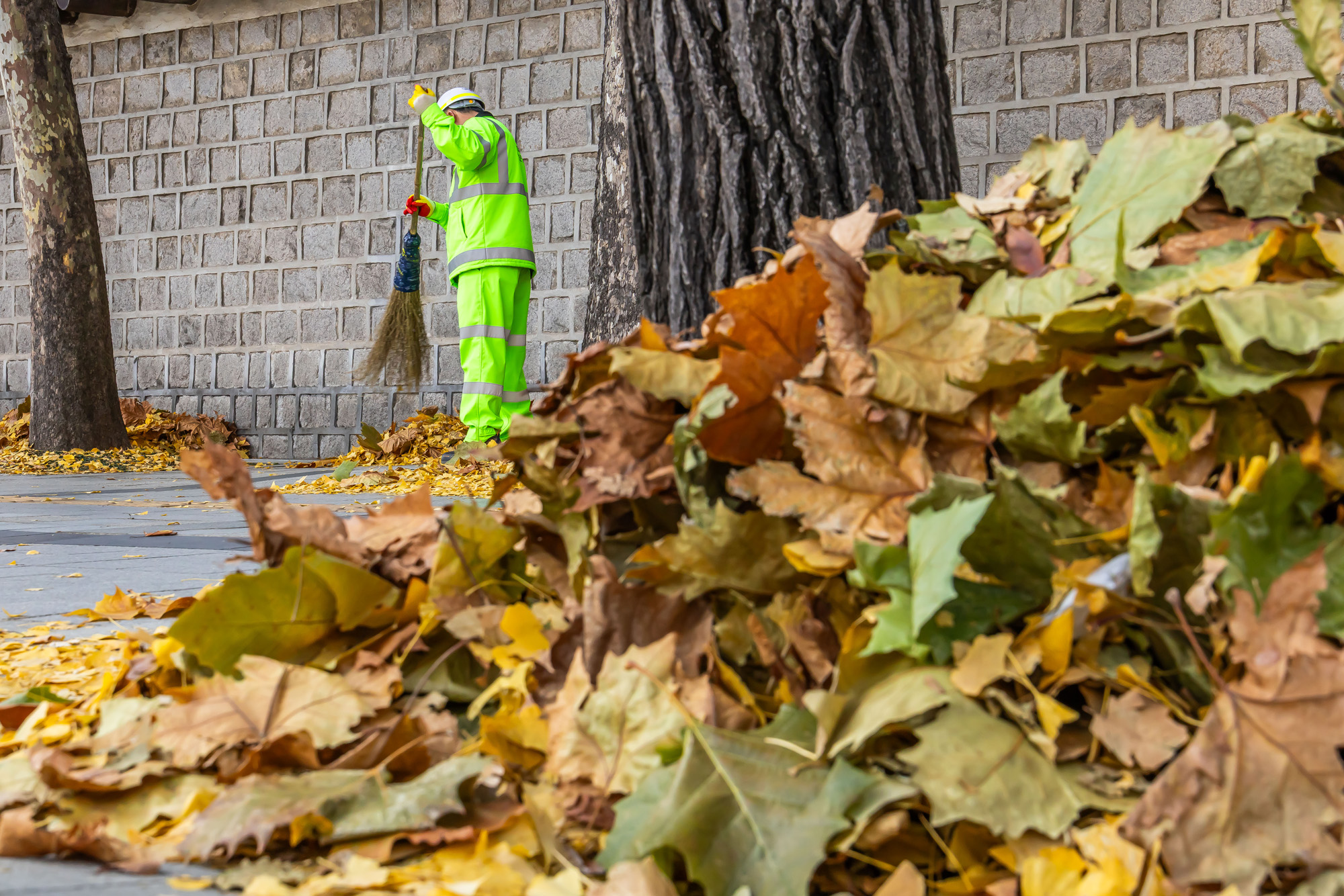 사회;날씨;계절;계절스케치;단풍스케치;한파단풍스케치;영하권추위스케치