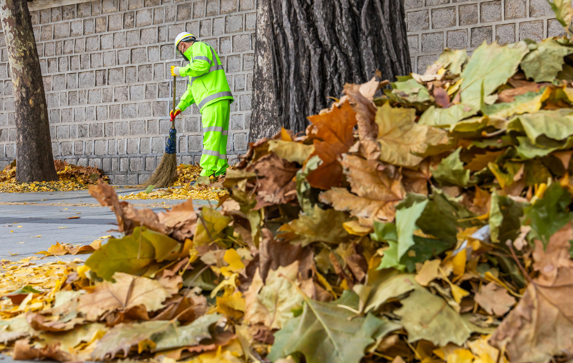 사회;날씨;계절;계절스케치;단풍스케치;한파단풍스케치;영하권추위스케치