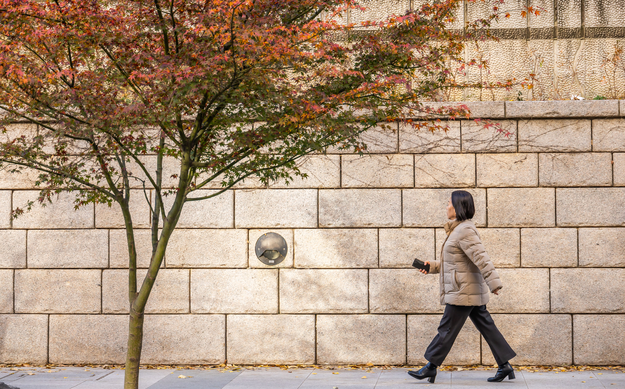 사회;날씨;계절;계절스케치;단풍스케치;한파단풍스케치;영하권추위스케치