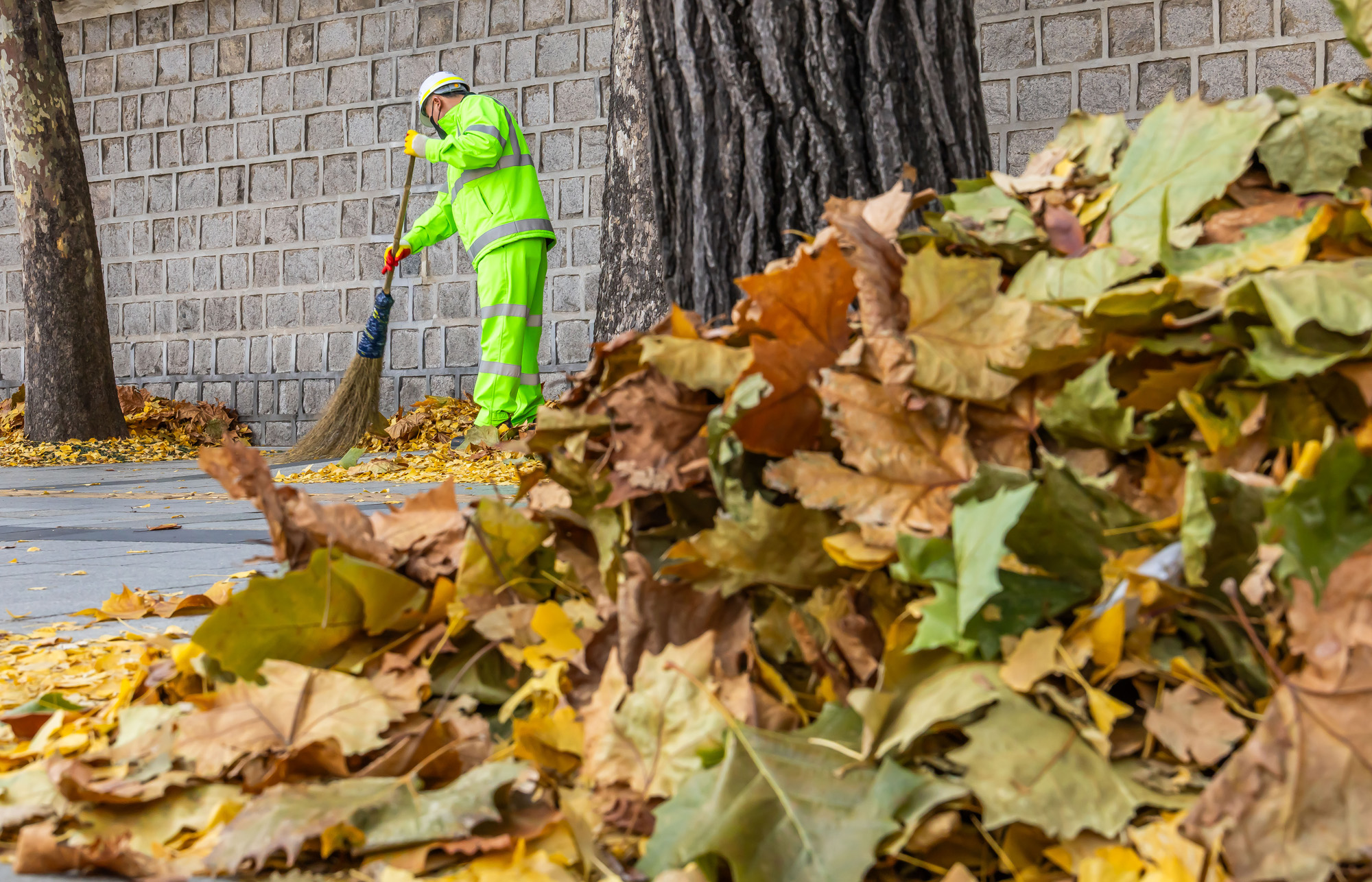 사회;날씨;계절;계절스케치;단풍스케치;한파단풍스케치;영하권추위스케치