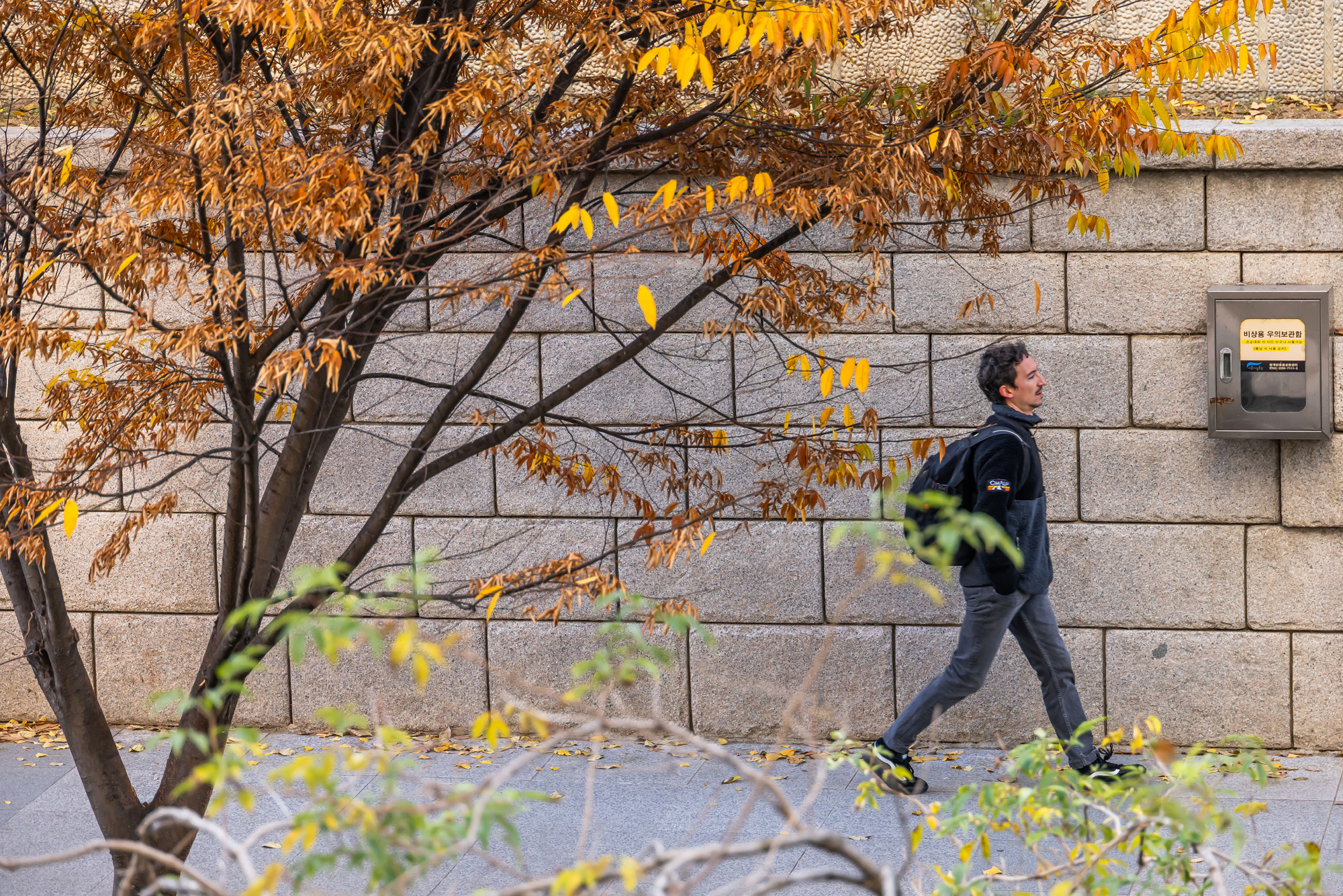 사회;날씨;계절;계절스케치;단풍스케치;한파단풍스케치;영하권추위스케치