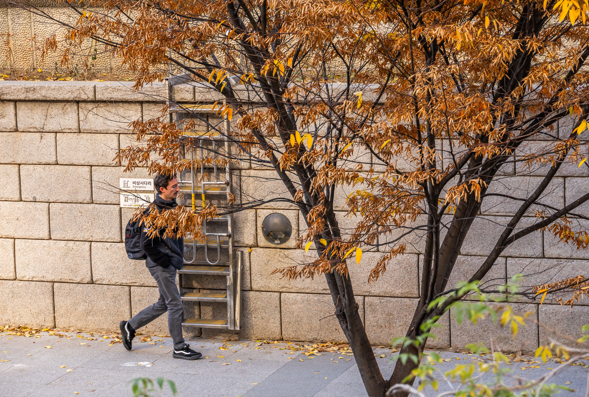 사회;날씨;계절;계절스케치;단풍스케치;한파단풍스케치;영하권추위스케치