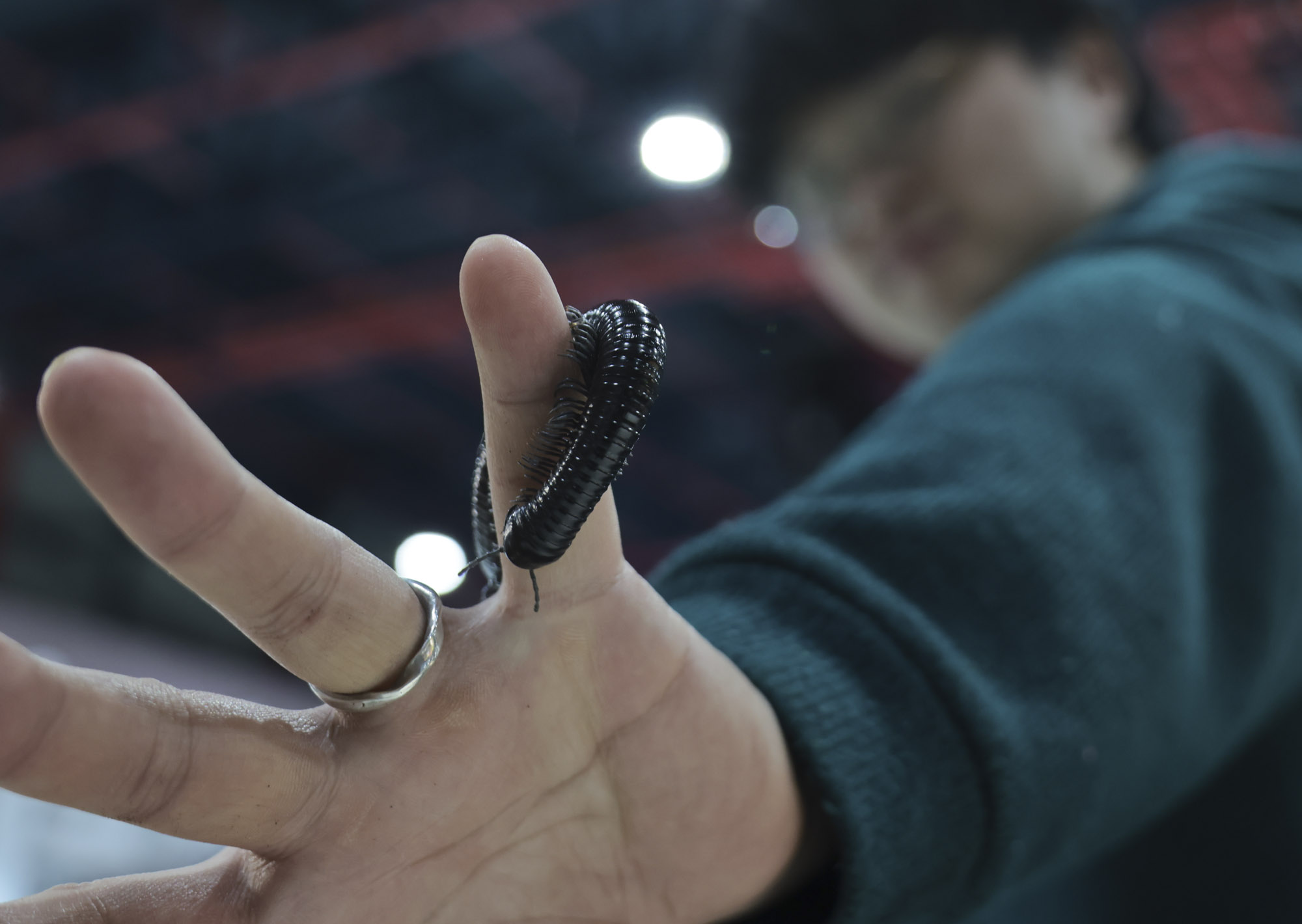 아쿠라이움;파충류;세텍