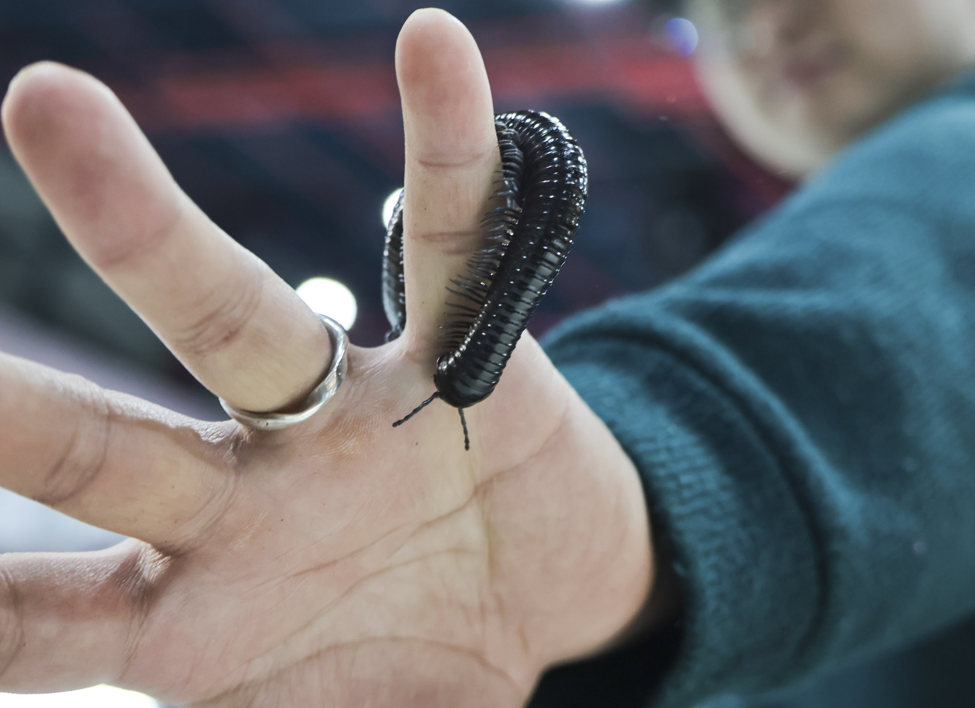 아쿠라이움;파충류;세텍