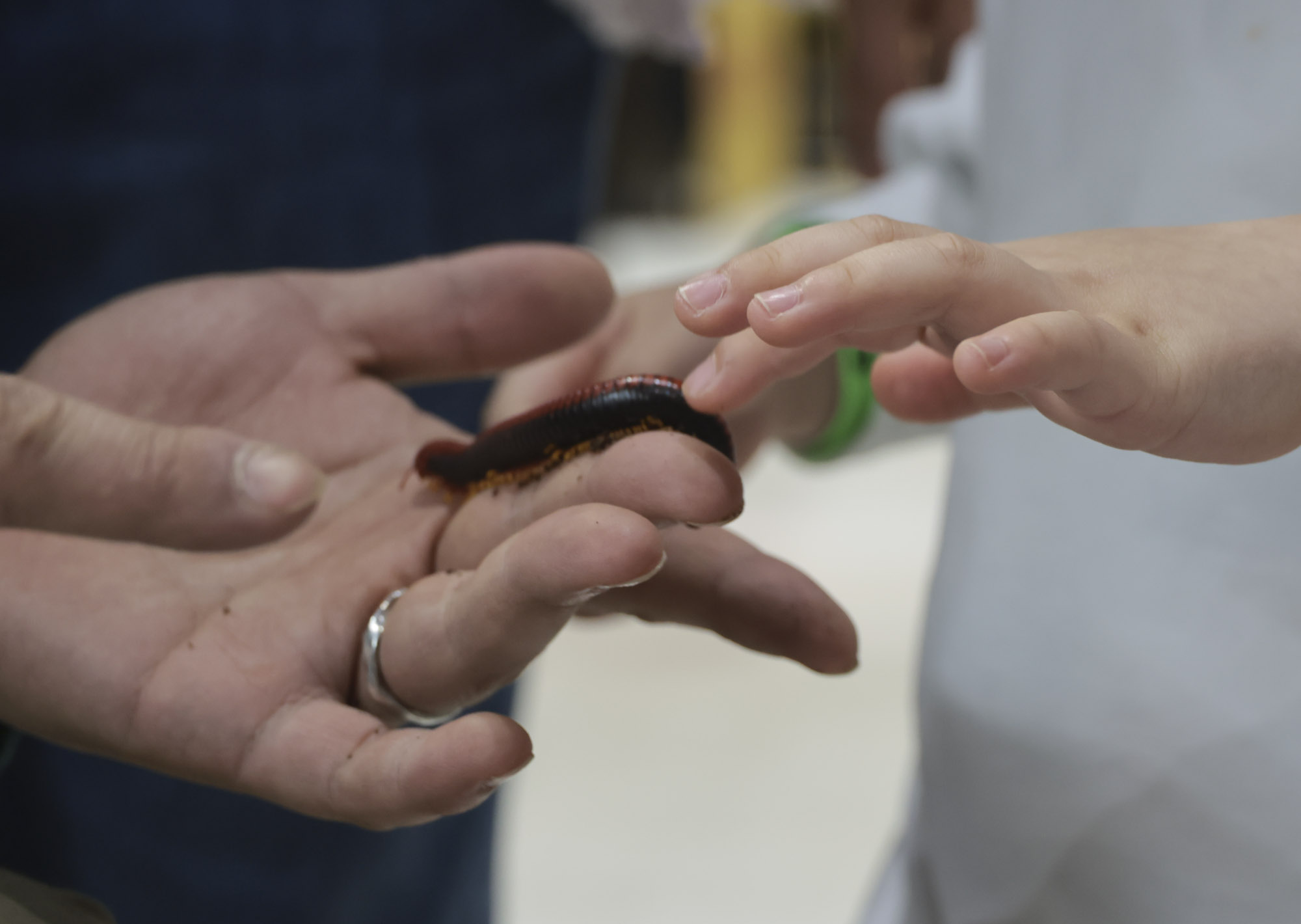 아쿠라이움;파충류;세텍