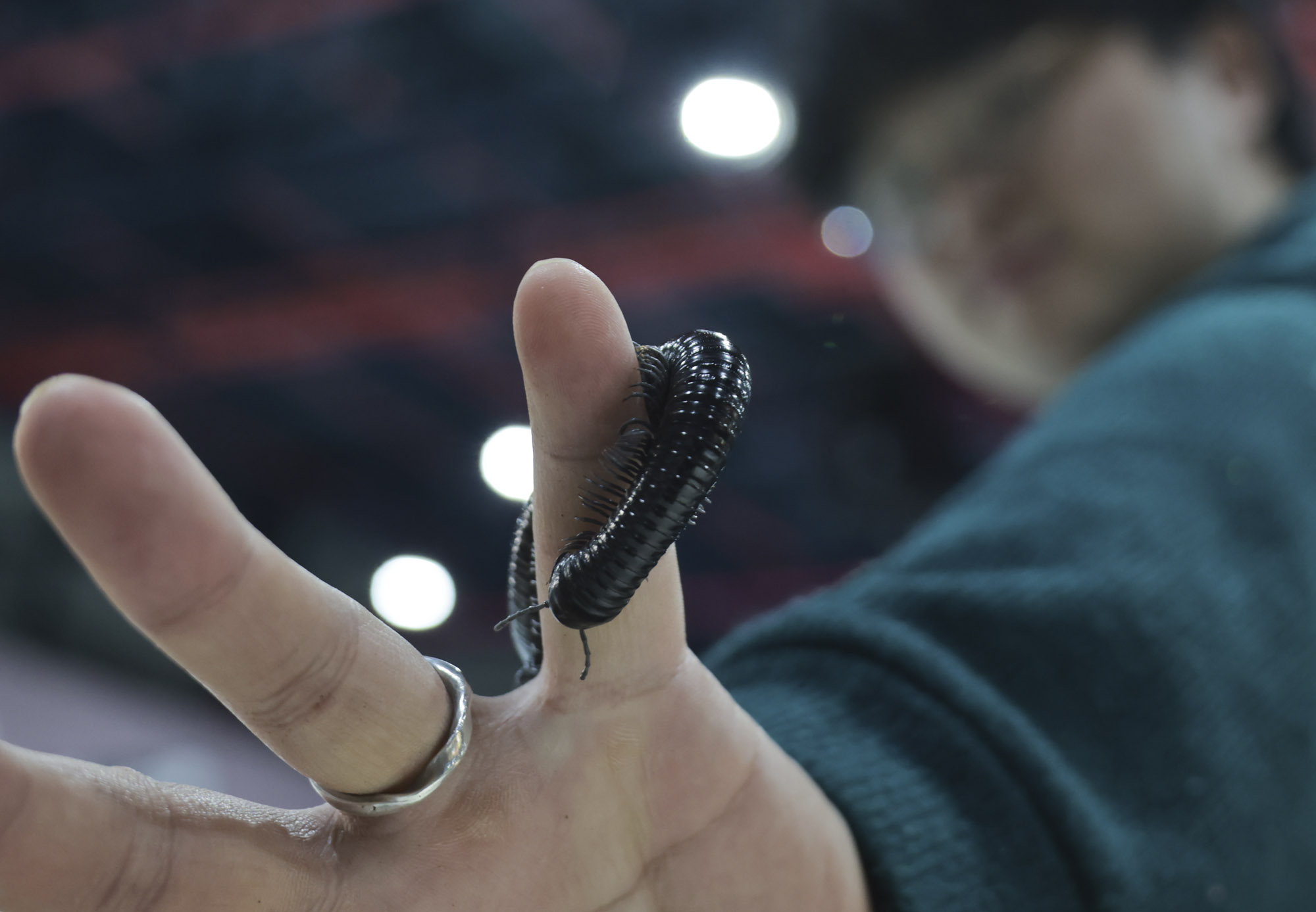 아쿠라이움;파충류;세텍