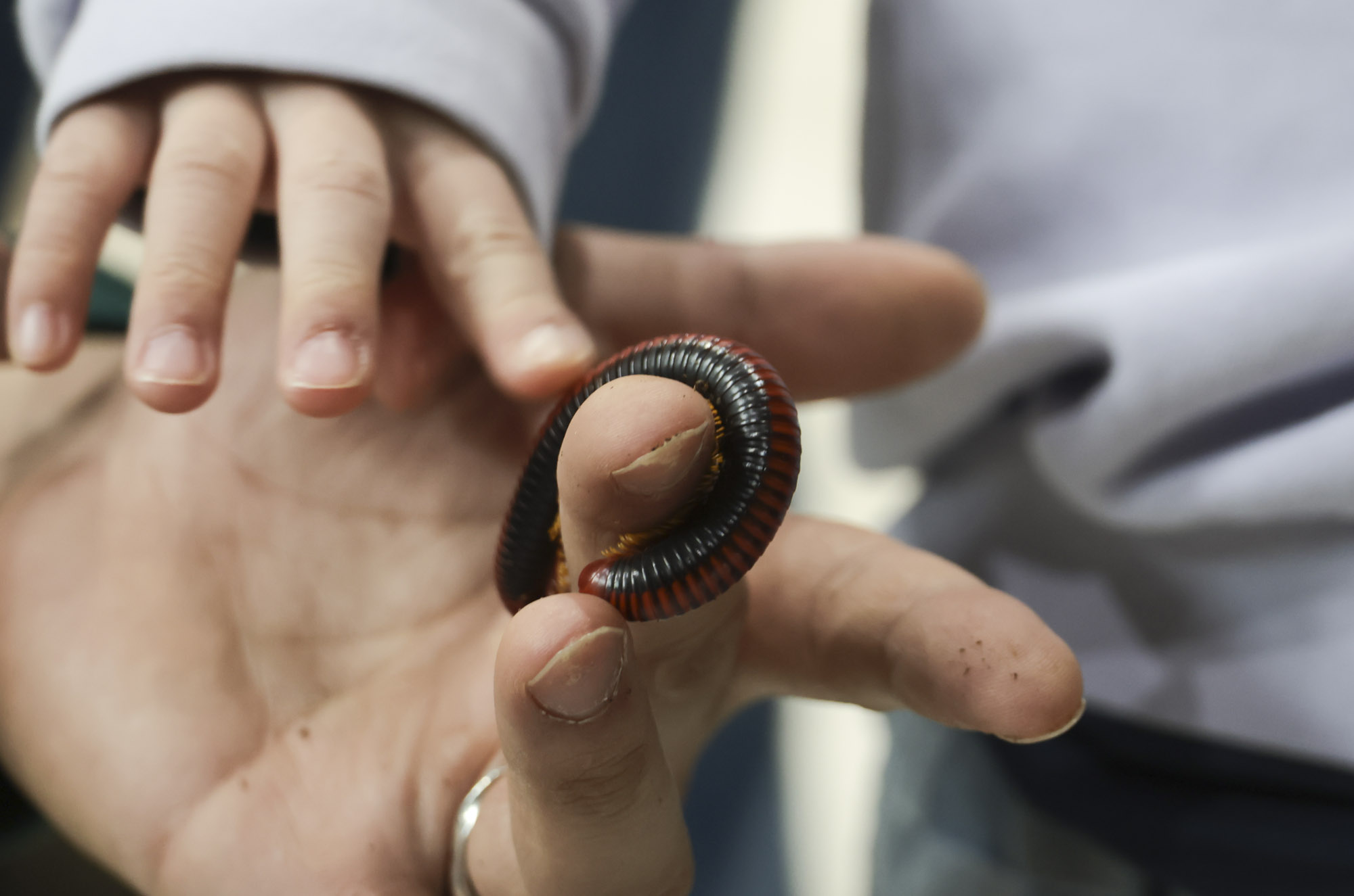 아쿠라이움;파충류;세텍