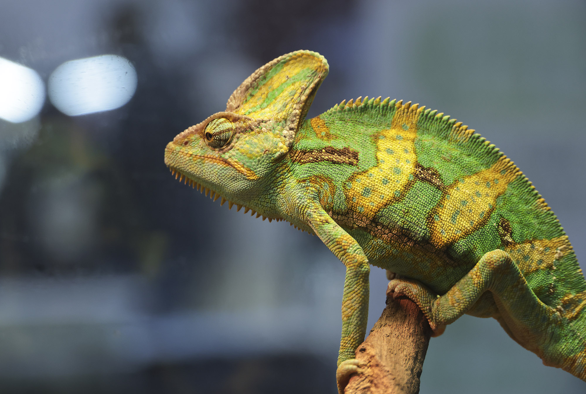 아쿠라이움;파충류;세텍