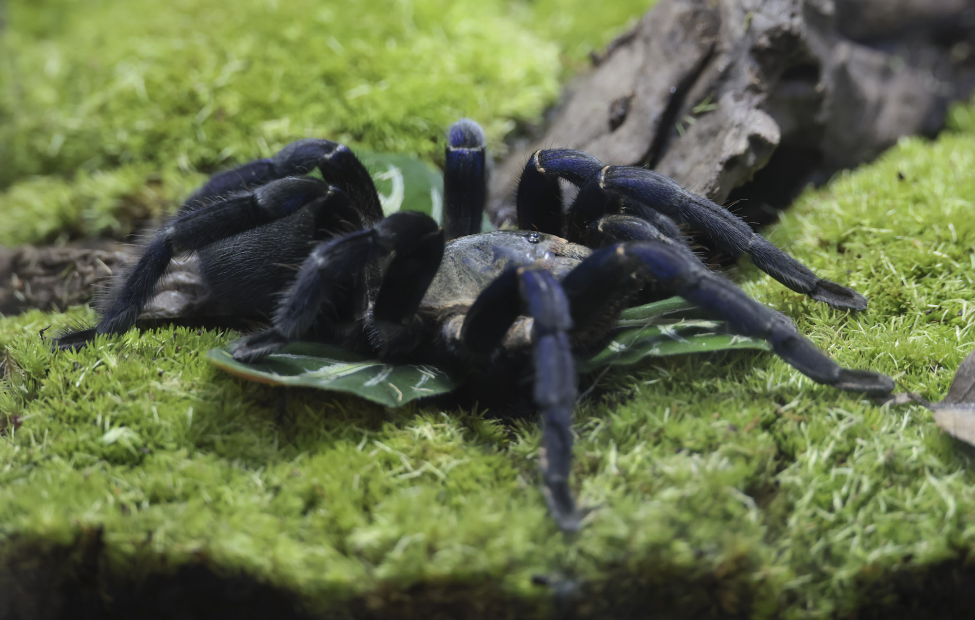 아쿠라이움;파충류;세텍