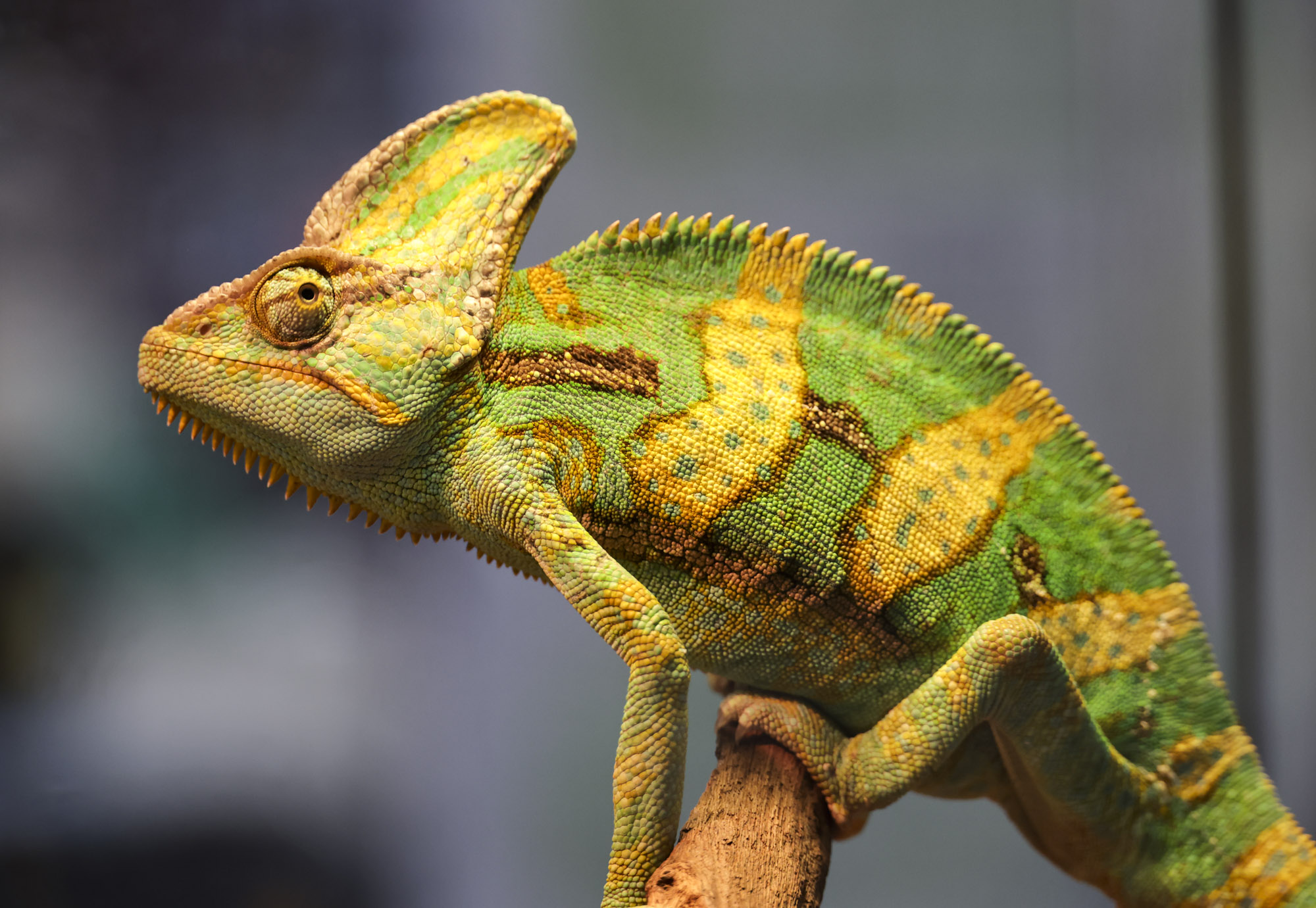 아쿠라이움;파충류;세텍