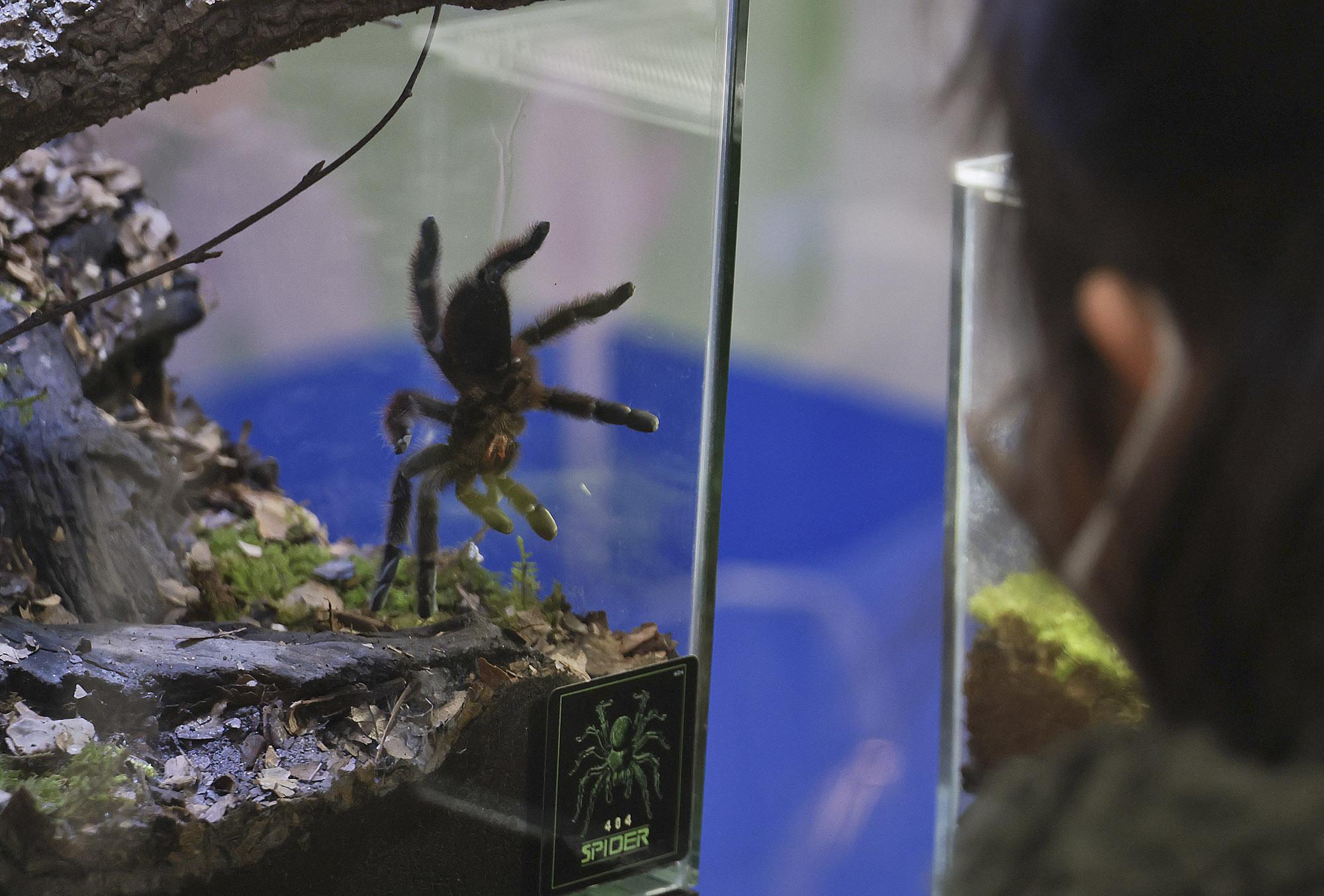 아쿠라이움;파충류;세텍