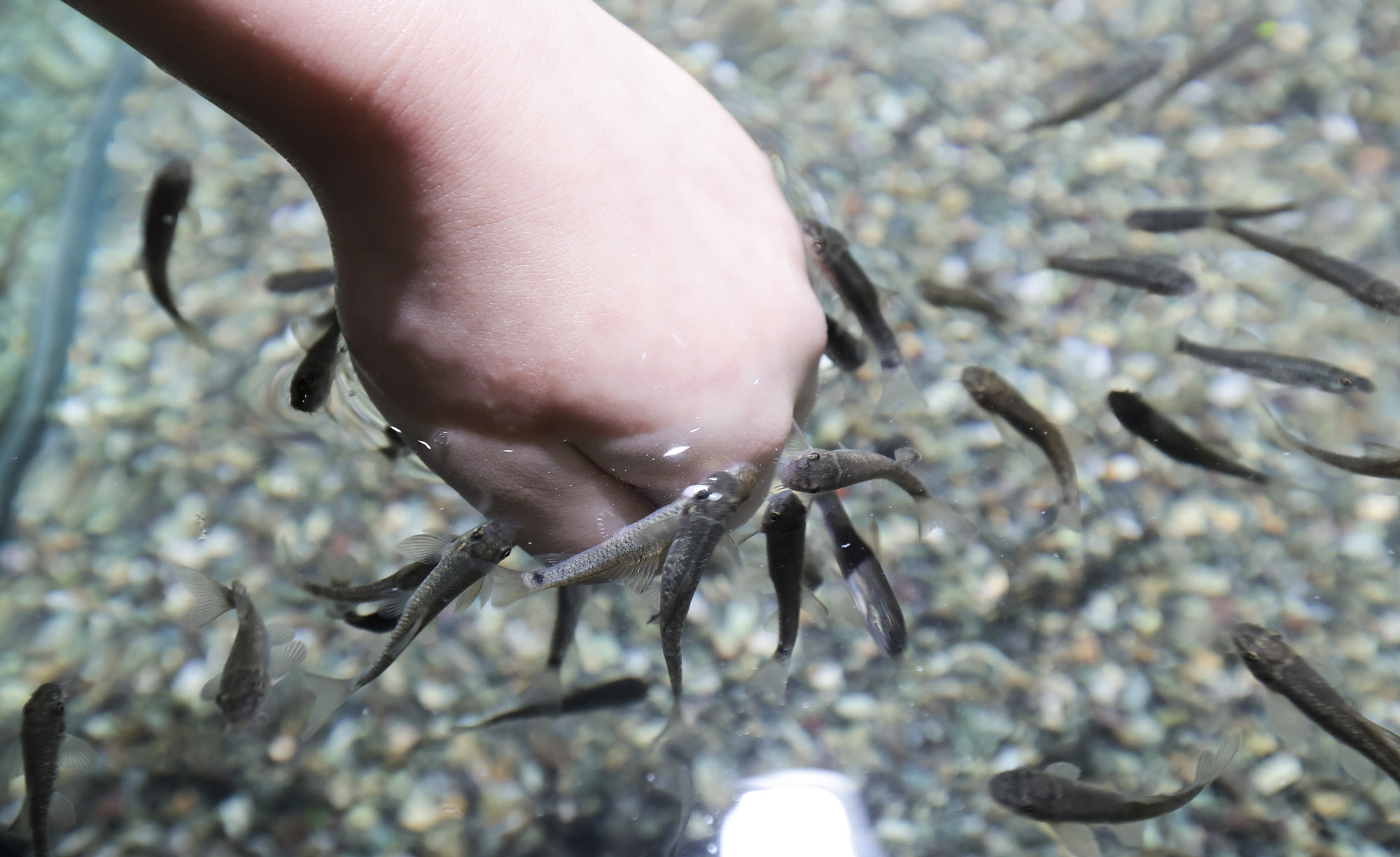 아쿠라이움;파충류;세텍