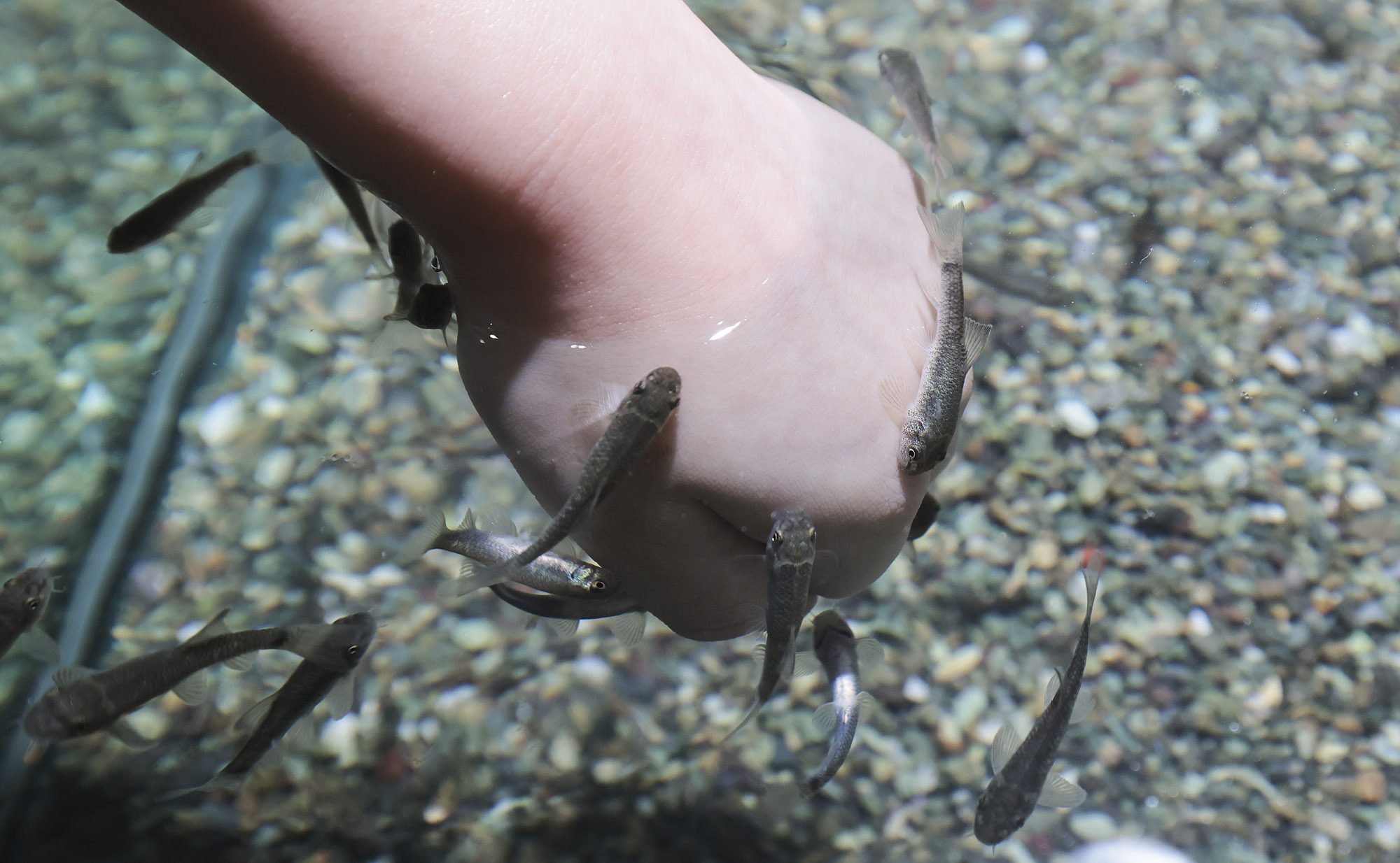 아쿠라이움;파충류;세텍