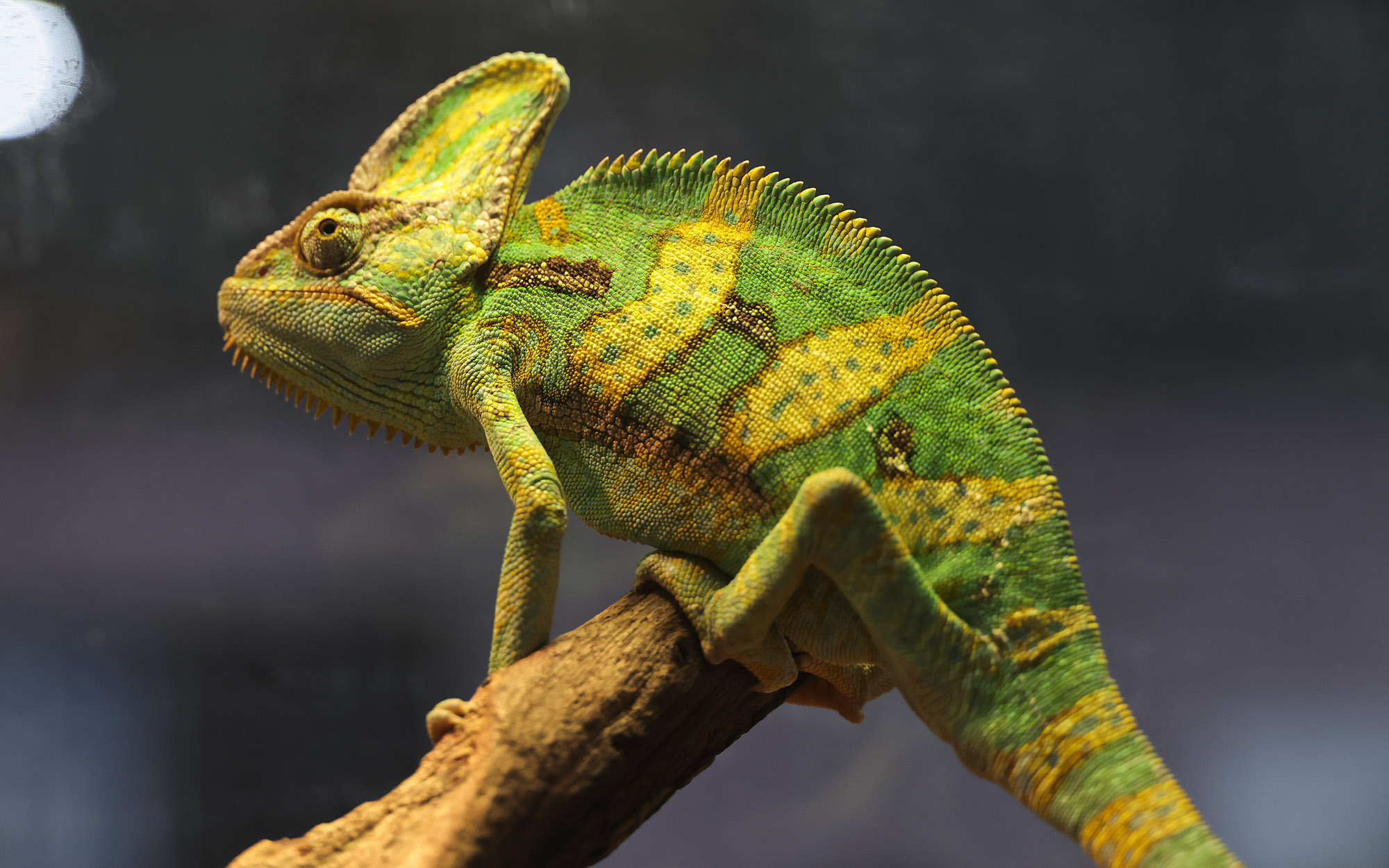 아쿠라이움;파충류;세텍