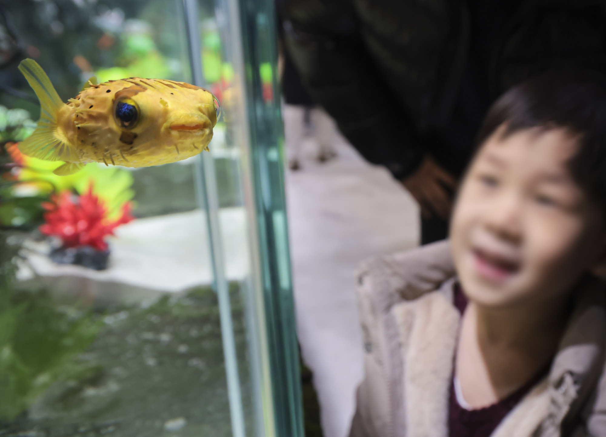 아쿠라이움;파충류;세텍