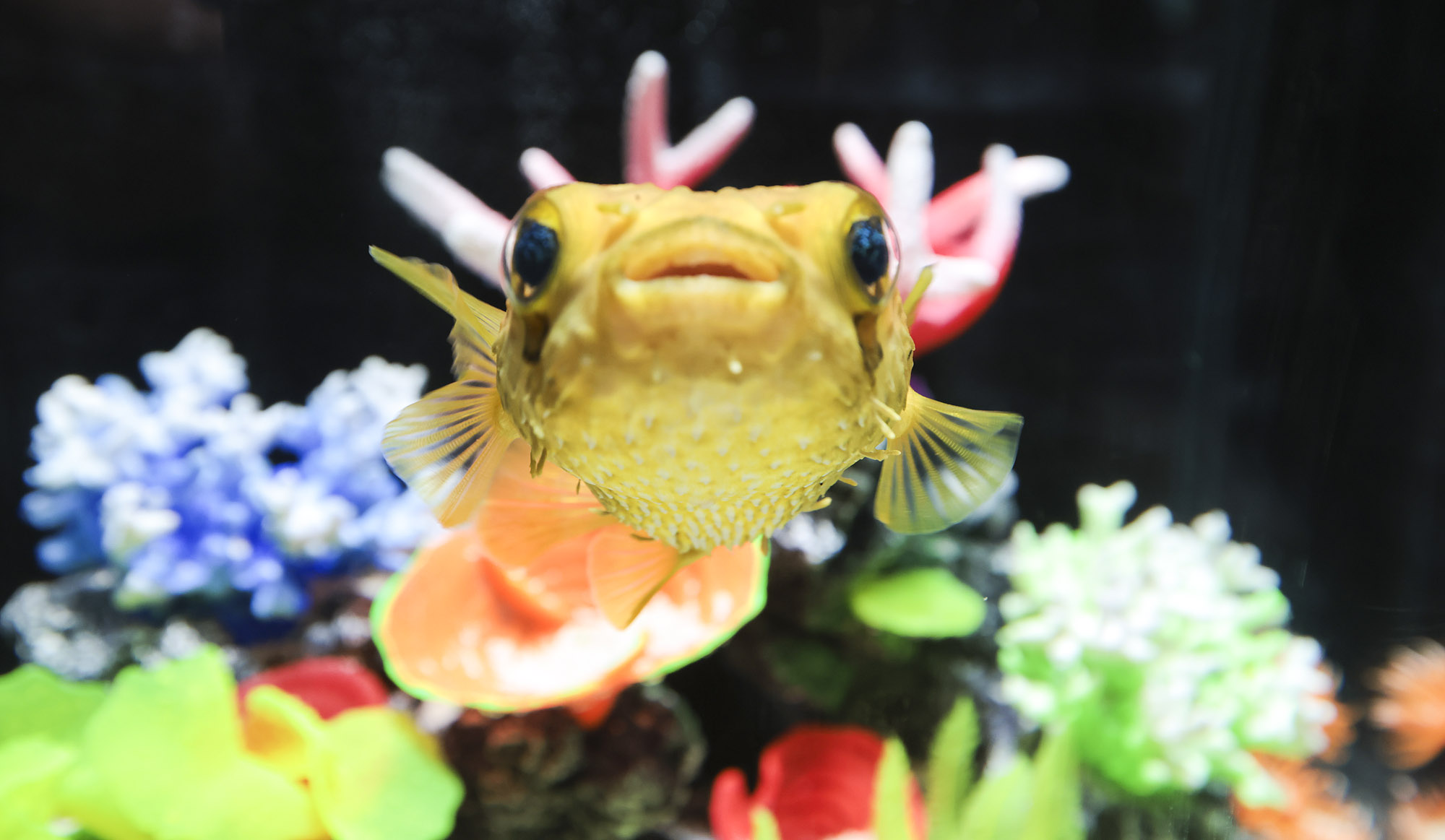 아쿠라이움;파충류;세텍