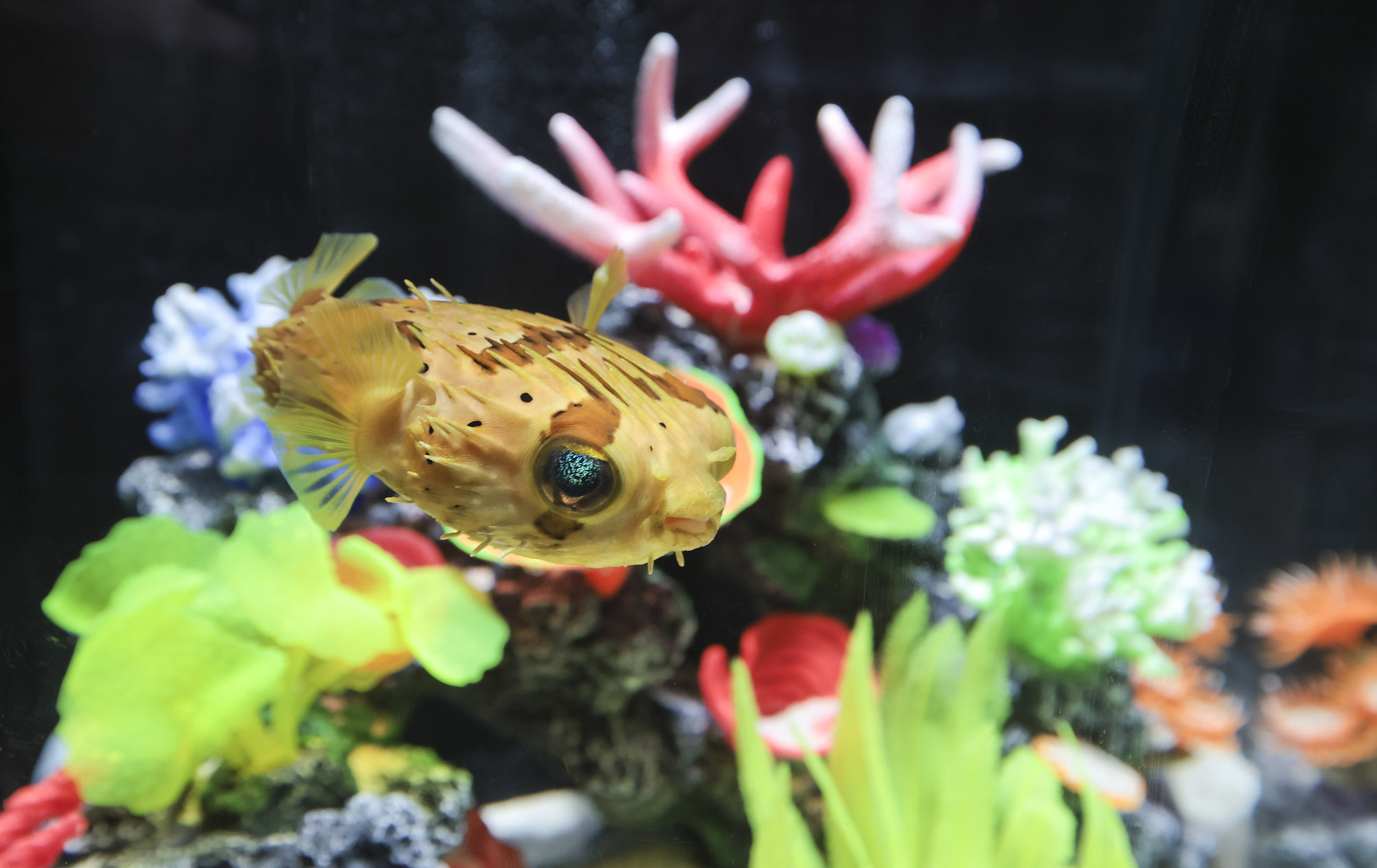 아쿠라이움;파충류;세텍