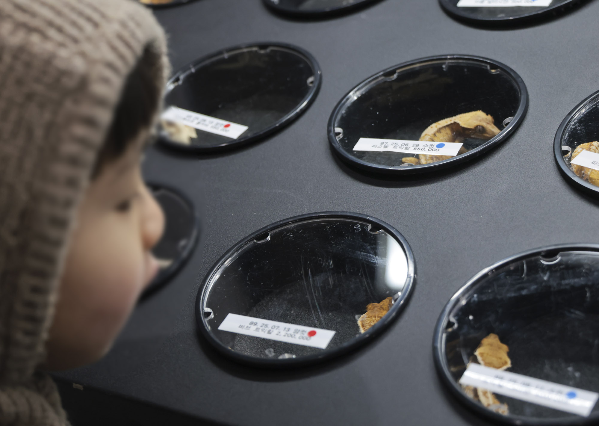 아쿠라이움;파충류;세텍