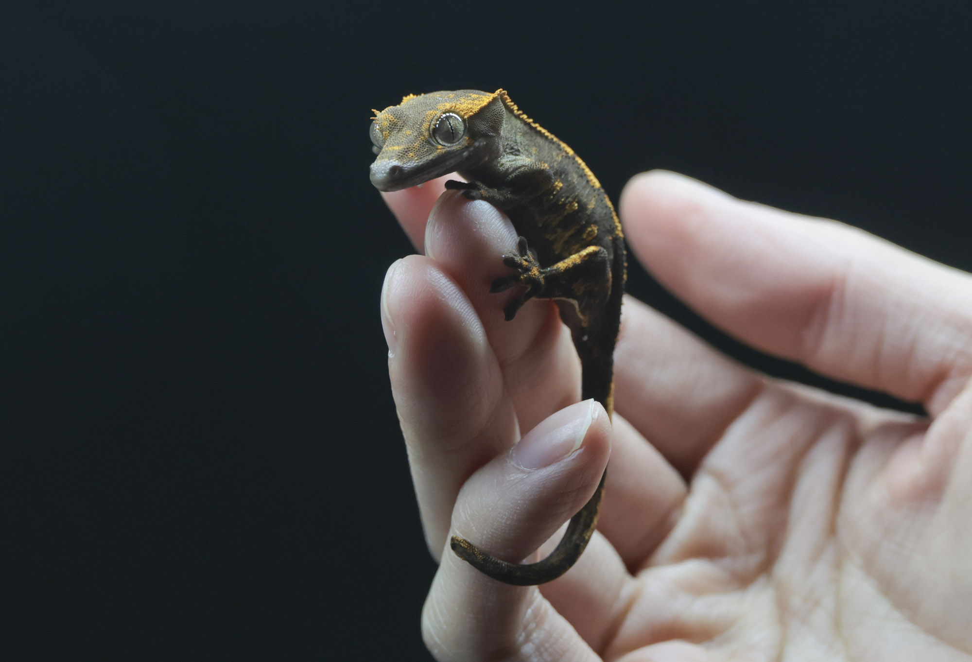 아쿠라이움;파충류;세텍