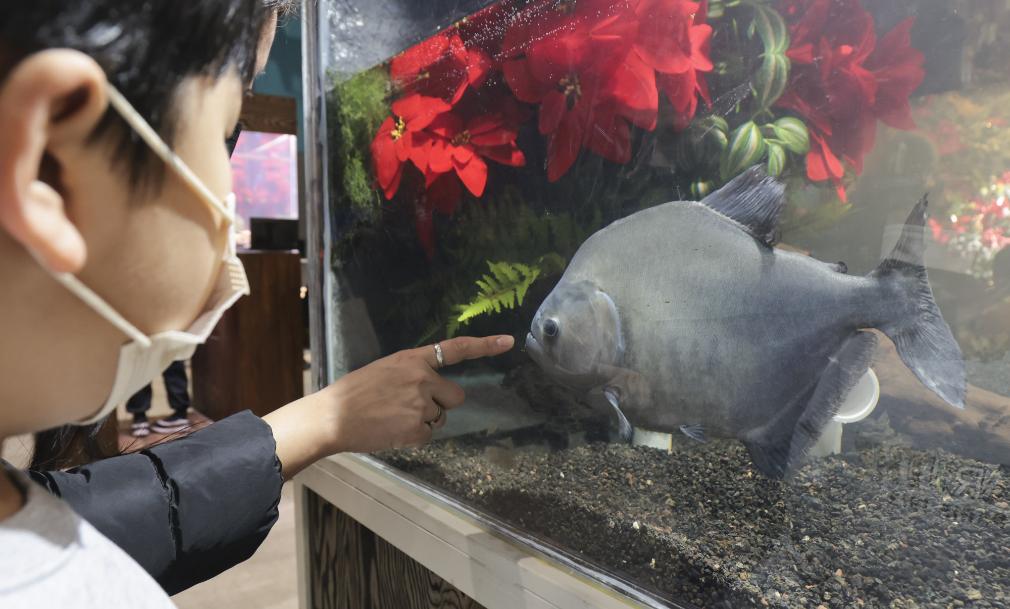 아쿠라이움;파충류;세텍