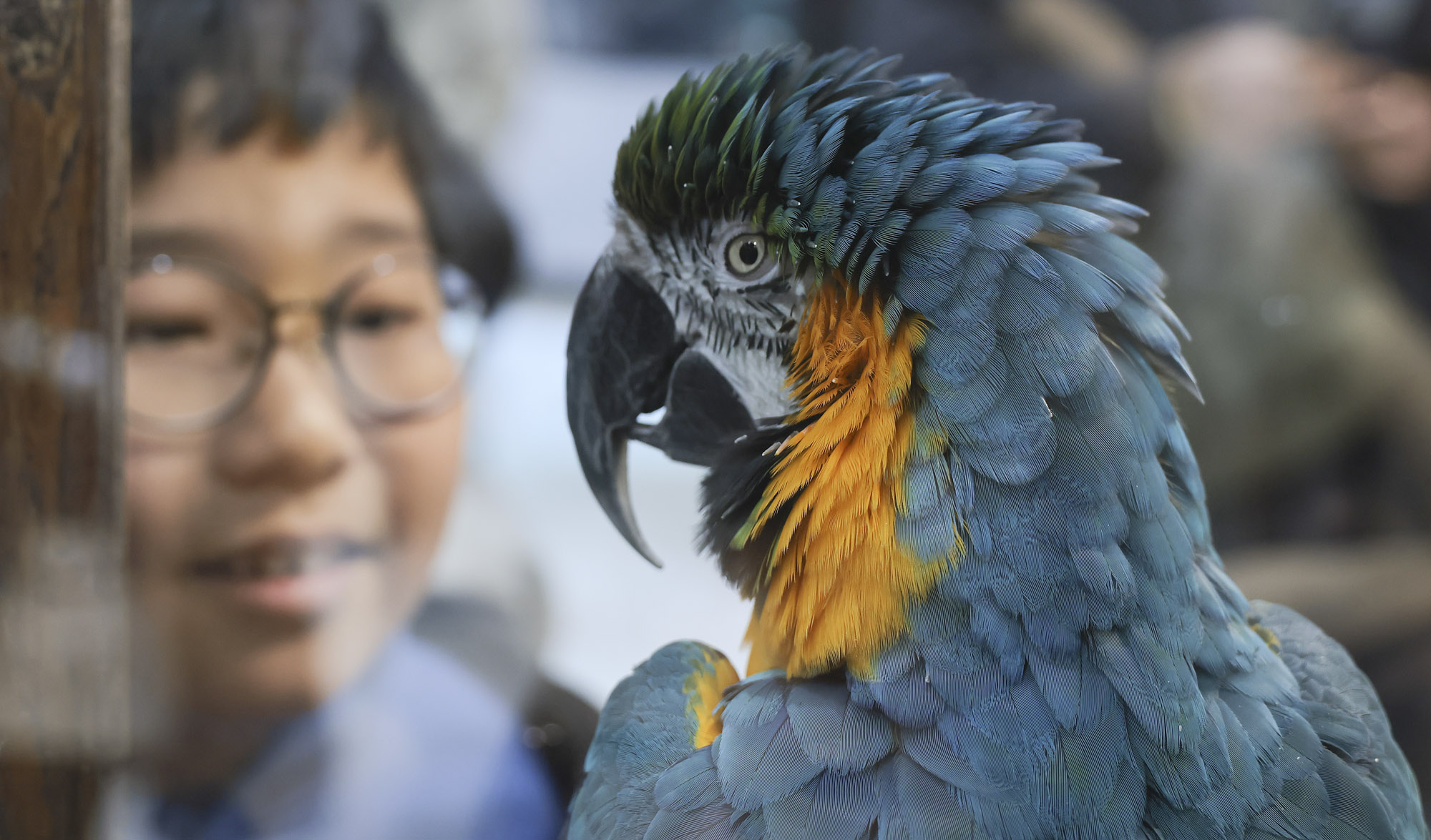 아쿠라이움;파충류;세텍