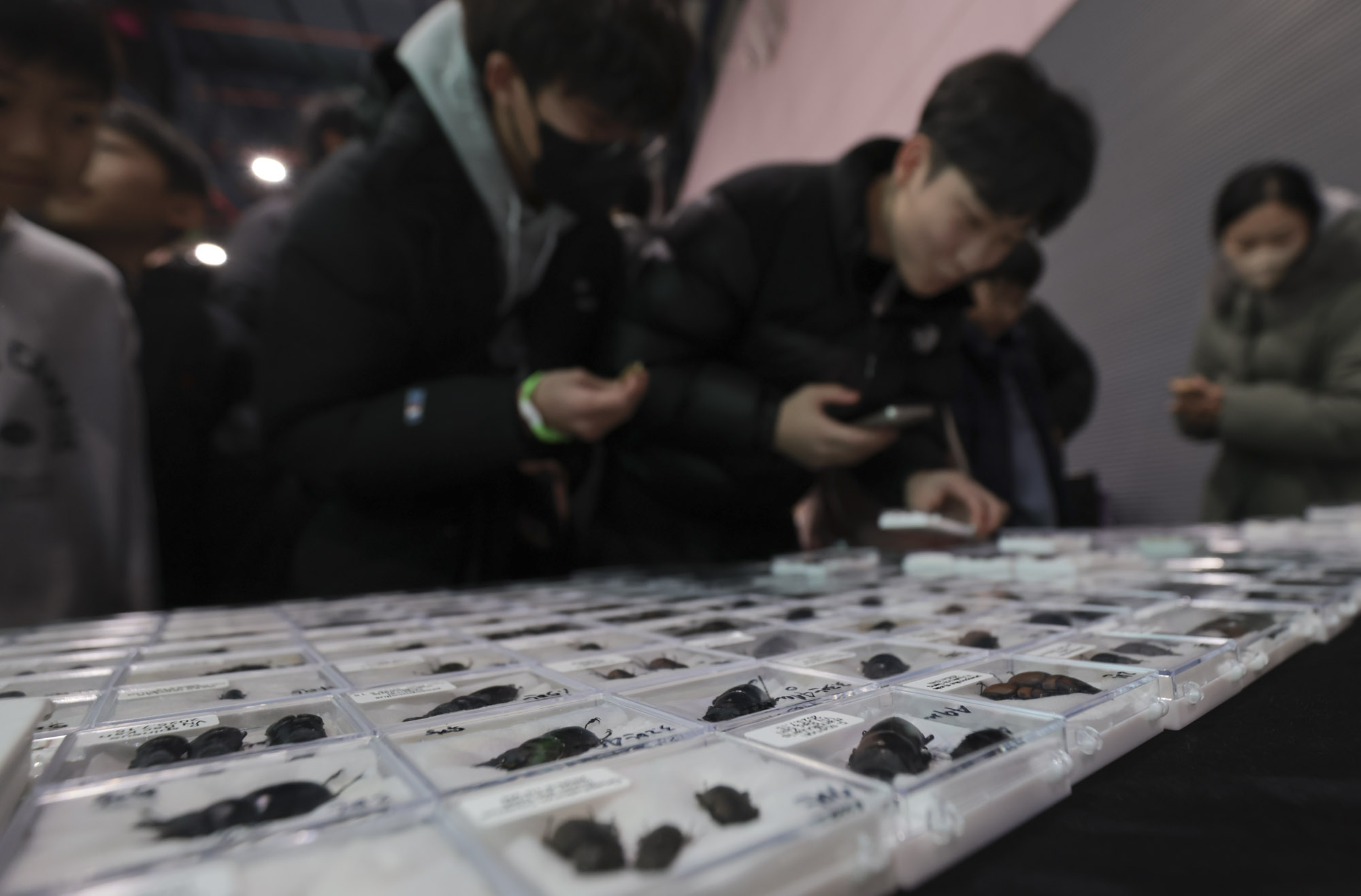 아쿠라이움;파충류;세텍