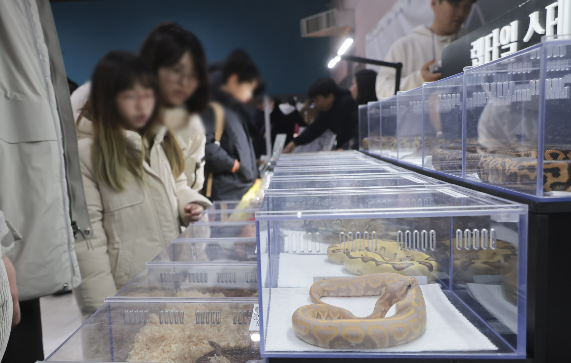 아쿠라이움;파충류;세텍